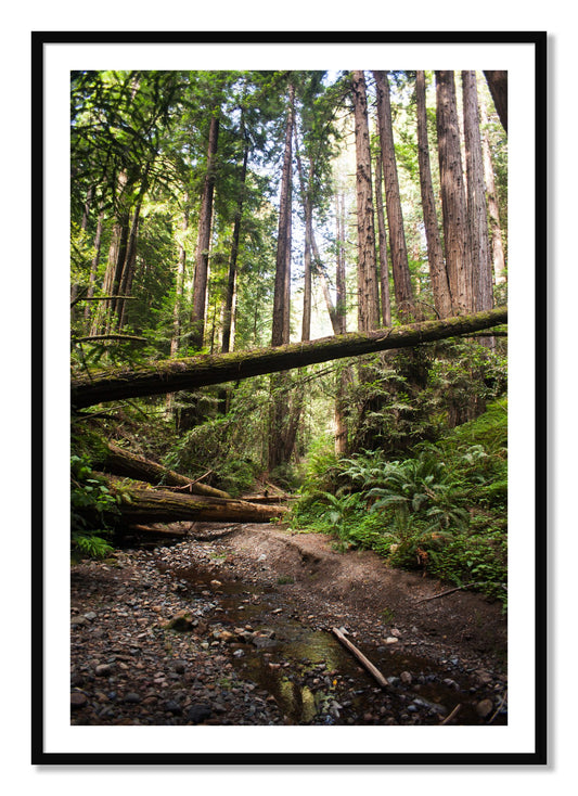 Framed photograph of Redwoods California by Dylan Ozanich, Black frame, Borders