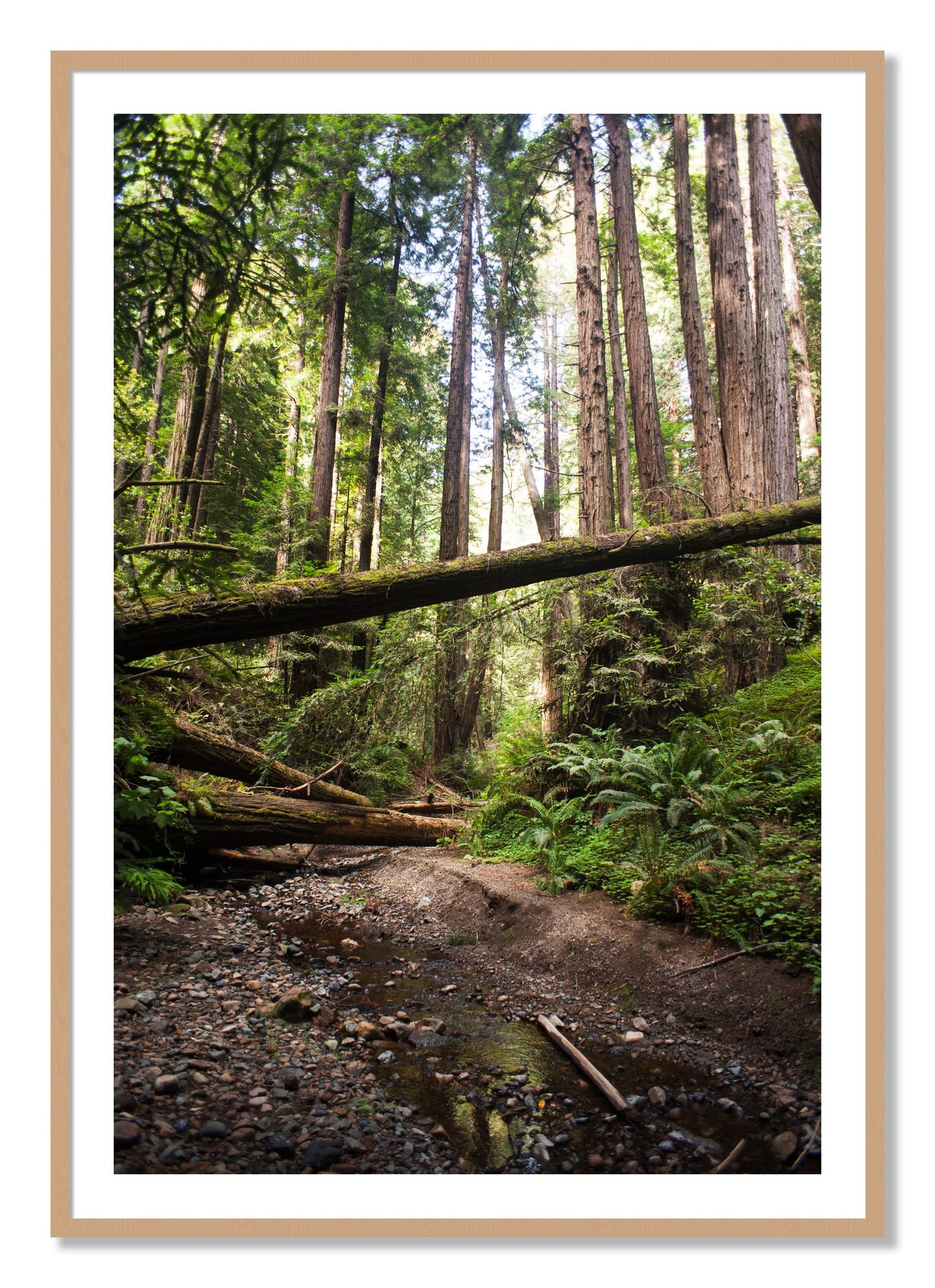 Framed photograph of Redwoods California by Dylan Ozanich, Oak frame, Borders