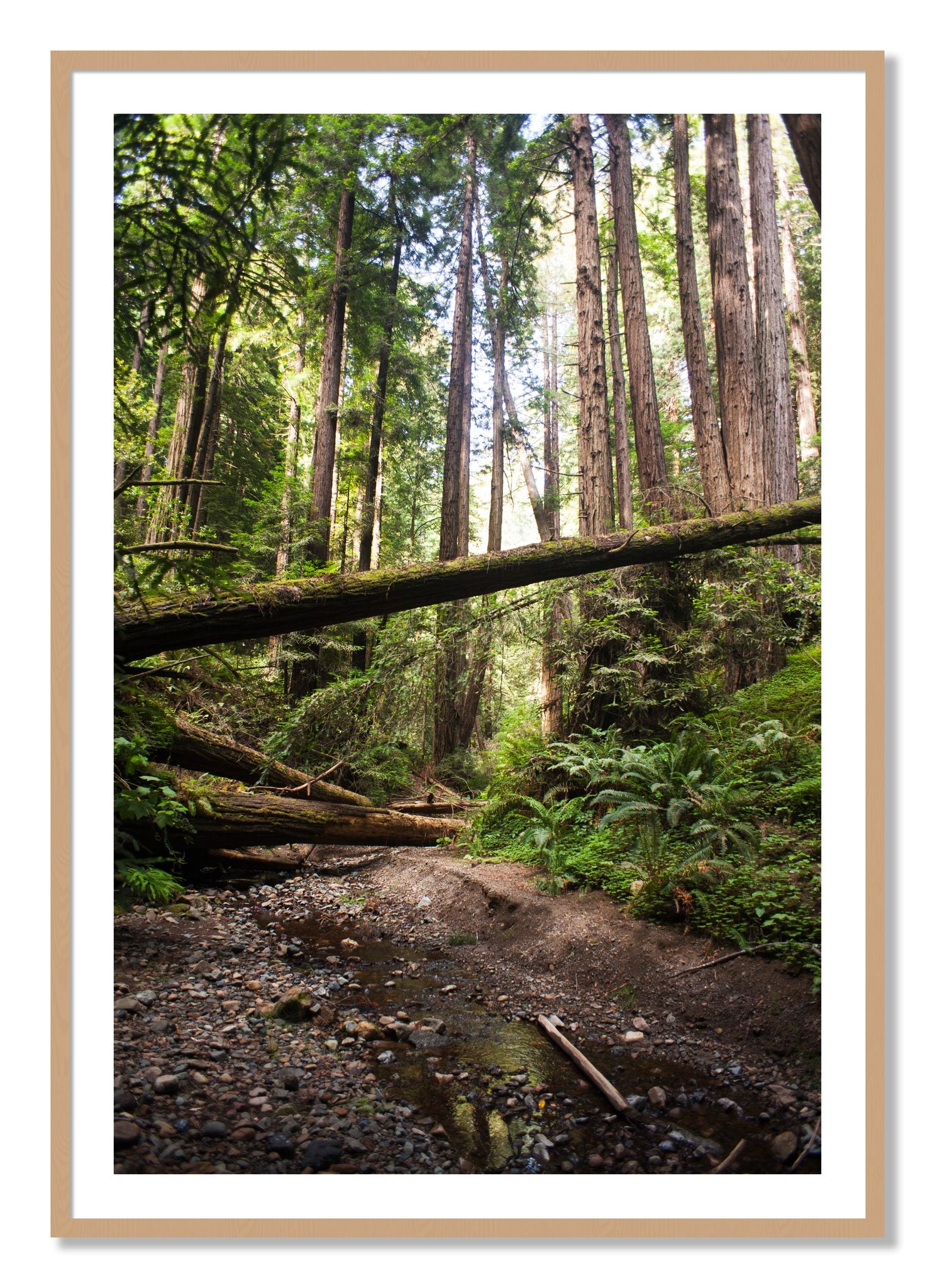Framed photograph of Redwoods California by Dylan Ozanich, Oak frame, Borders