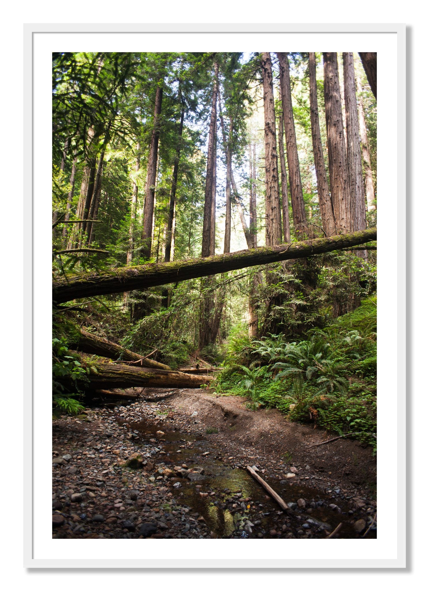 Framed photograph of Redwoods California by Dylan Ozanich, White frame, Borders