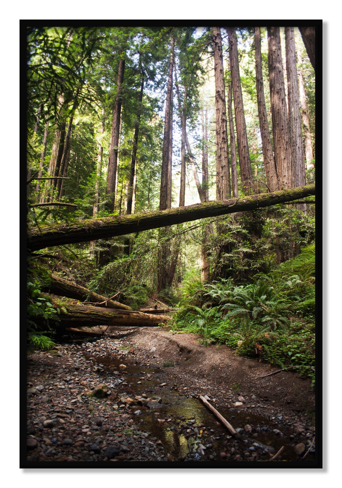 Framed photograph of Redwoods California by Dylan Ozanich, Black frame, Full Bleed