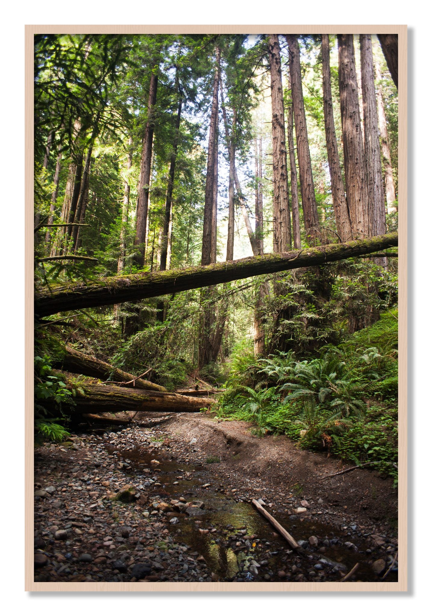 Framed photograph of Redwoods California by Dylan Ozanich, Maple frame, Full Bleed