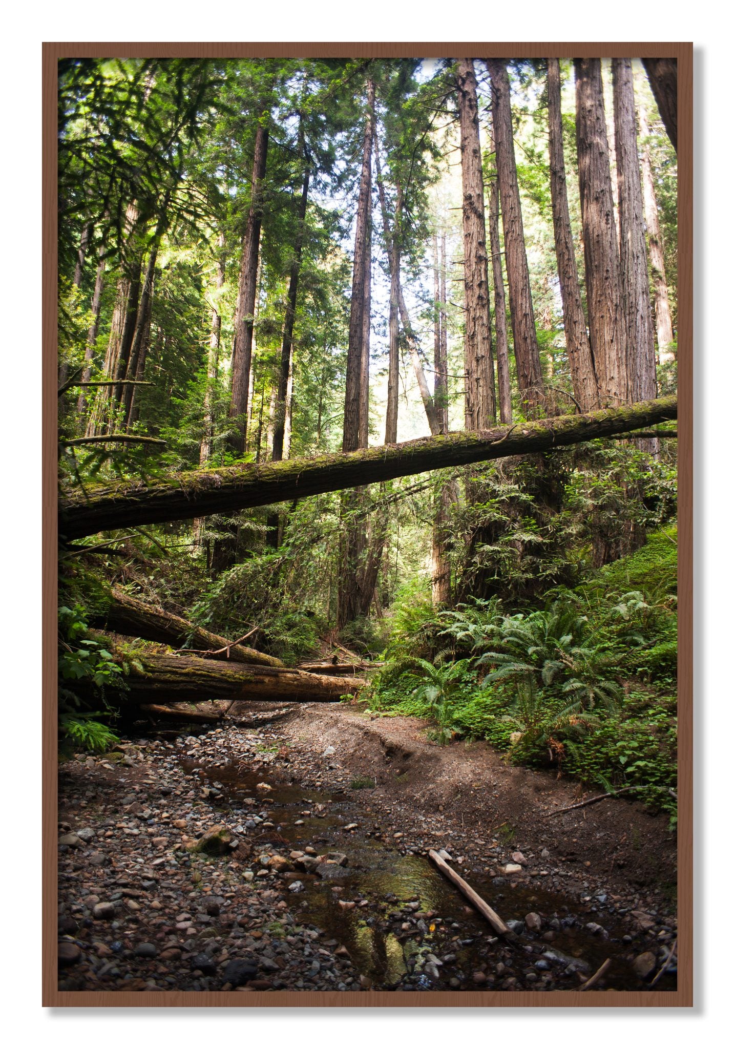 Framed photograph of Redwoods California by Dylan Ozanich, Walnut frame, Full Bleed