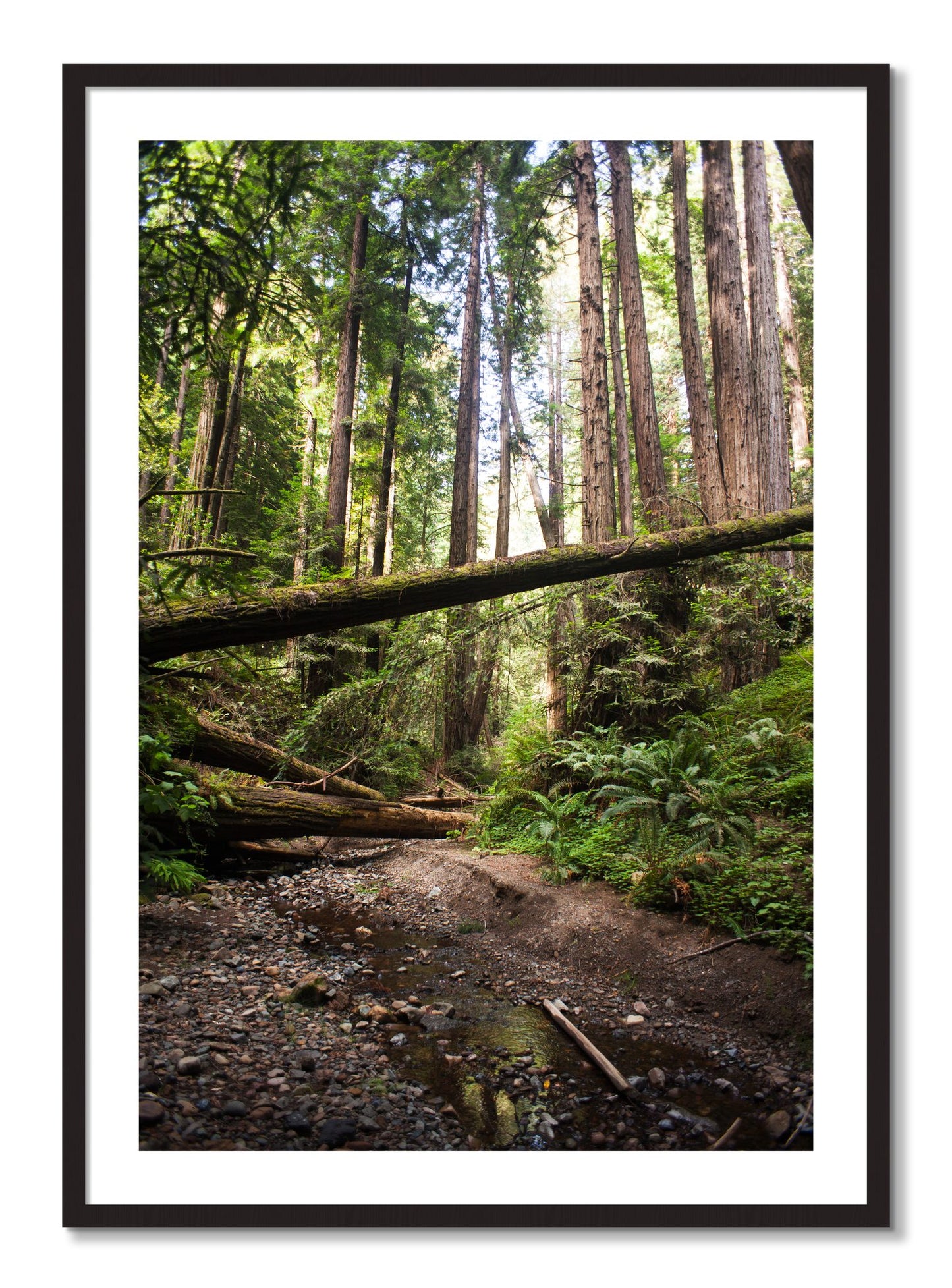 Framed photograph of Redwoods California by Dylan Ozanich, Black Walnut frame, Borders