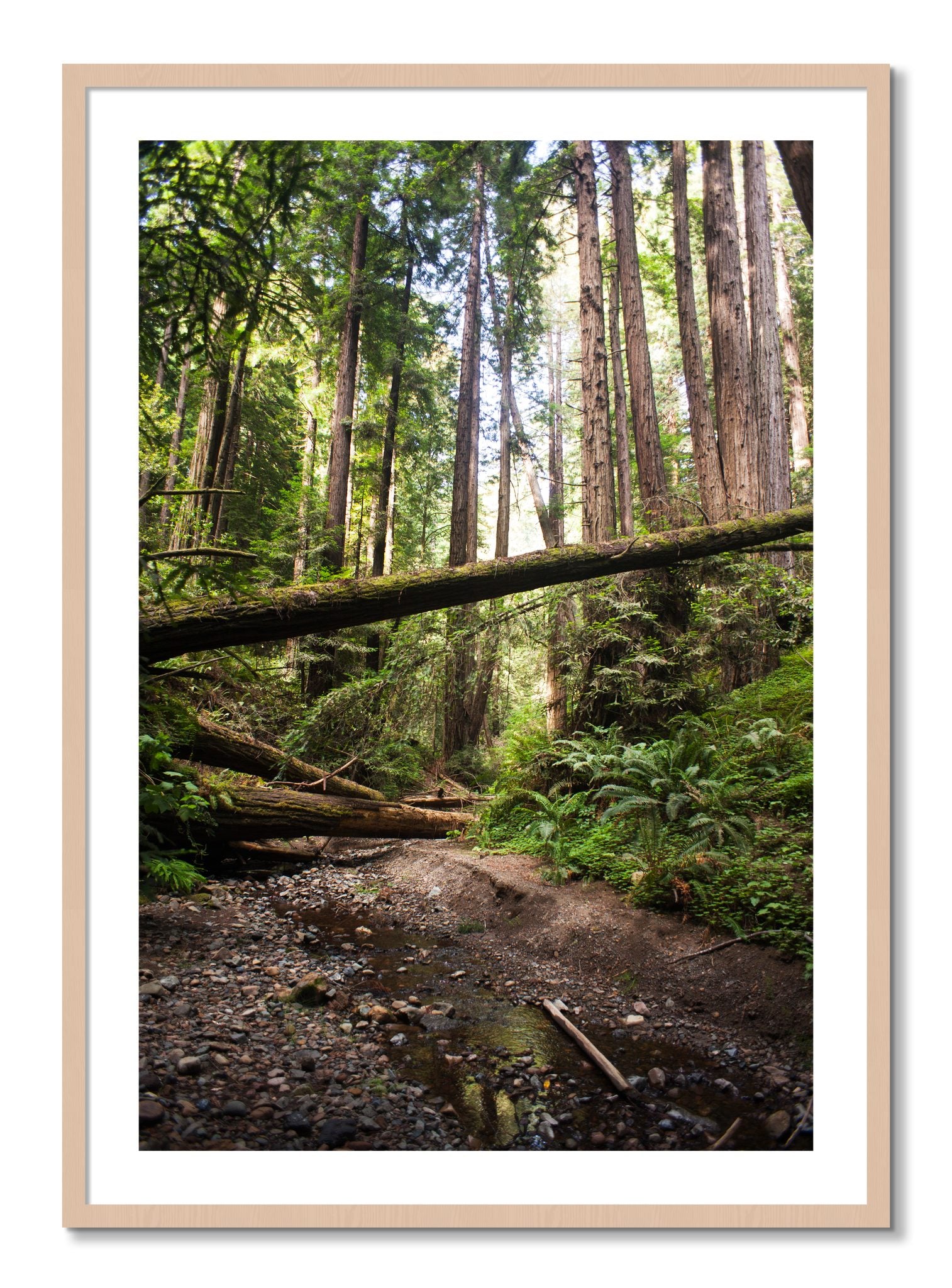 Framed photograph of Redwoods California by Dylan Ozanich, Maple frame, Borders