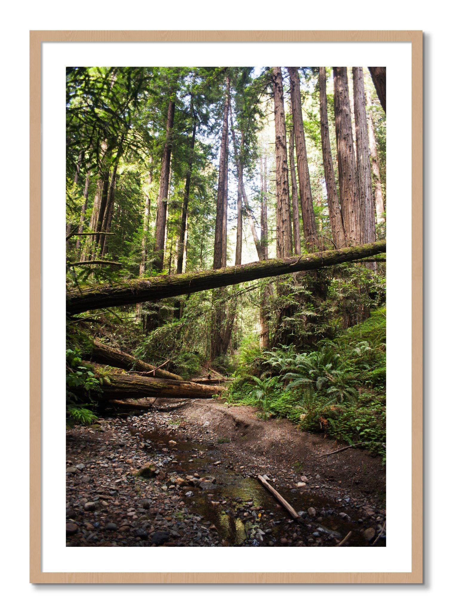 Framed photograph of Redwoods California by Dylan Ozanich, Oak frame, Borders