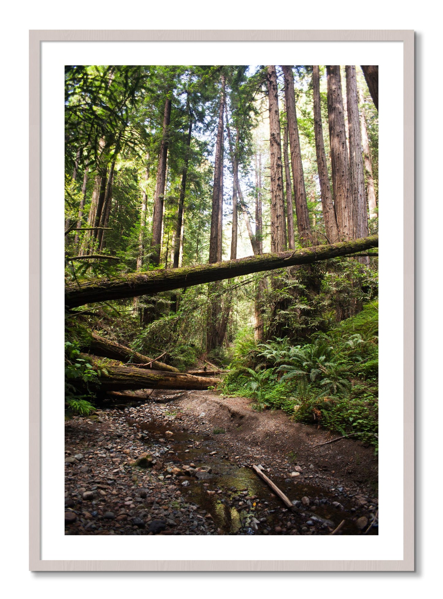 Framed photograph of Redwoods California by Dylan Ozanich, White Maple frame, Borders