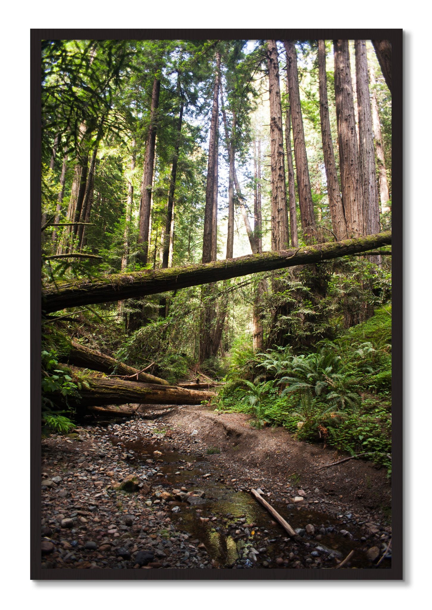 Framed photograph of Redwoods California by Dylan Ozanich, Black Walnut frame, Full Bleed