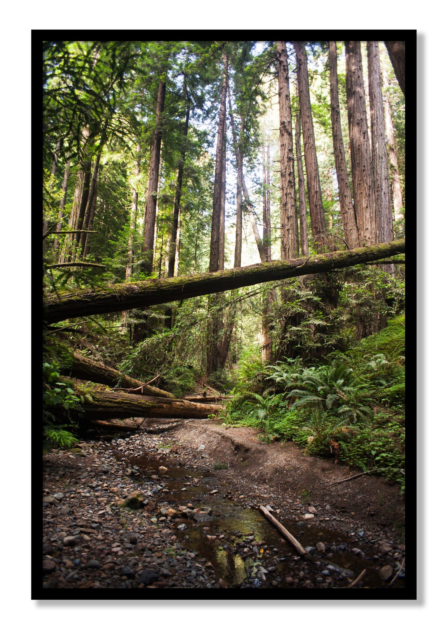 Framed photograph of Redwoods California by Dylan Ozanich, Black frame, Full Bleed
