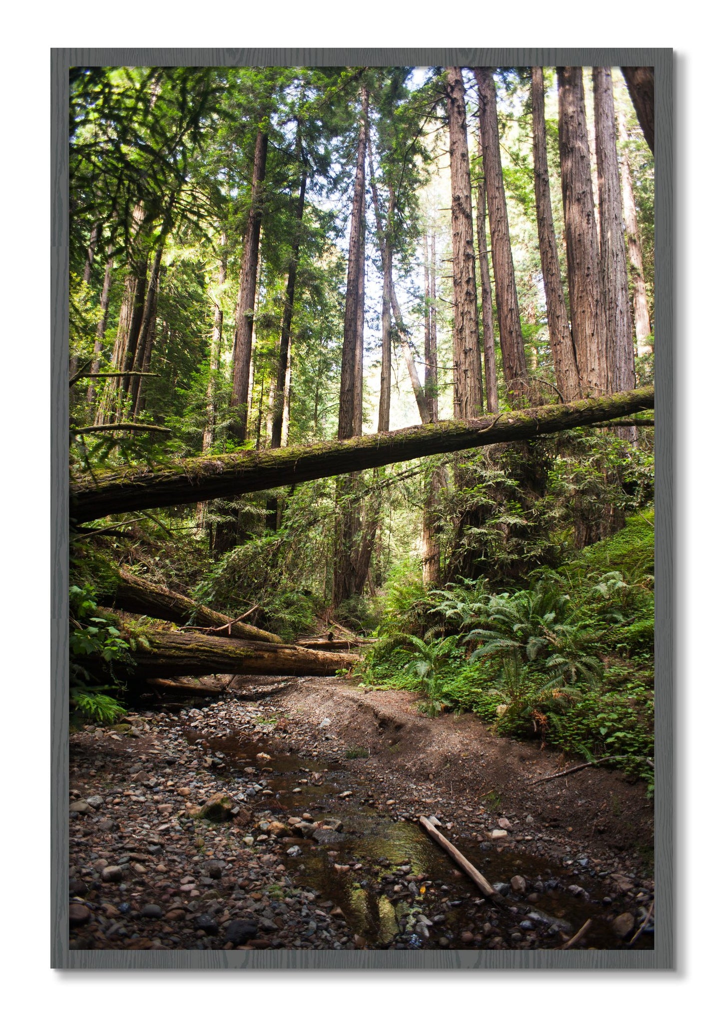 Framed photograph of Redwoods California by Dylan Ozanich, Grey frame, Full Bleed