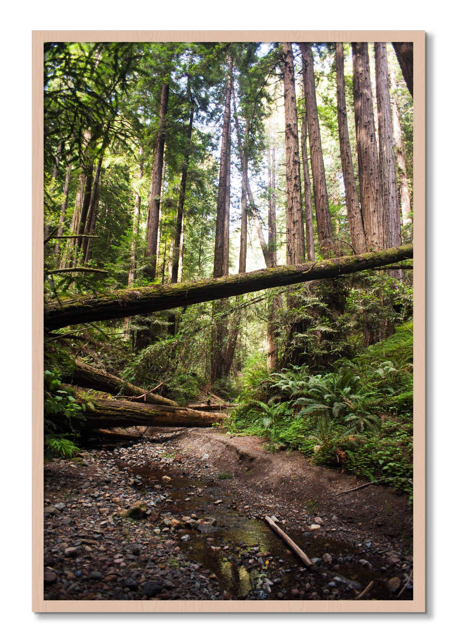Framed photograph of Redwoods California by Dylan Ozanich, Maple frame, Full Bleed