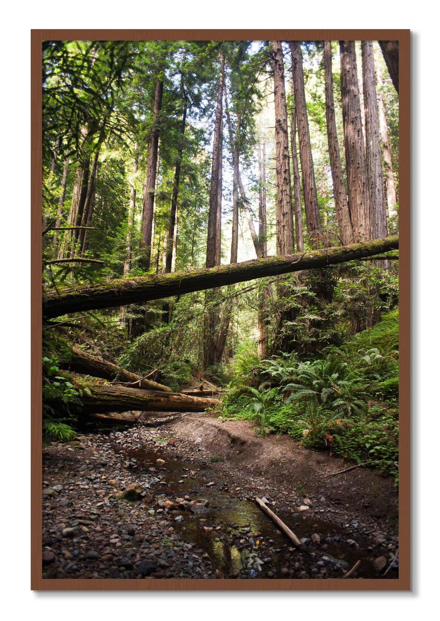Framed photograph of Redwoods California by Dylan Ozanich, Walnut frame, Full Bleed
