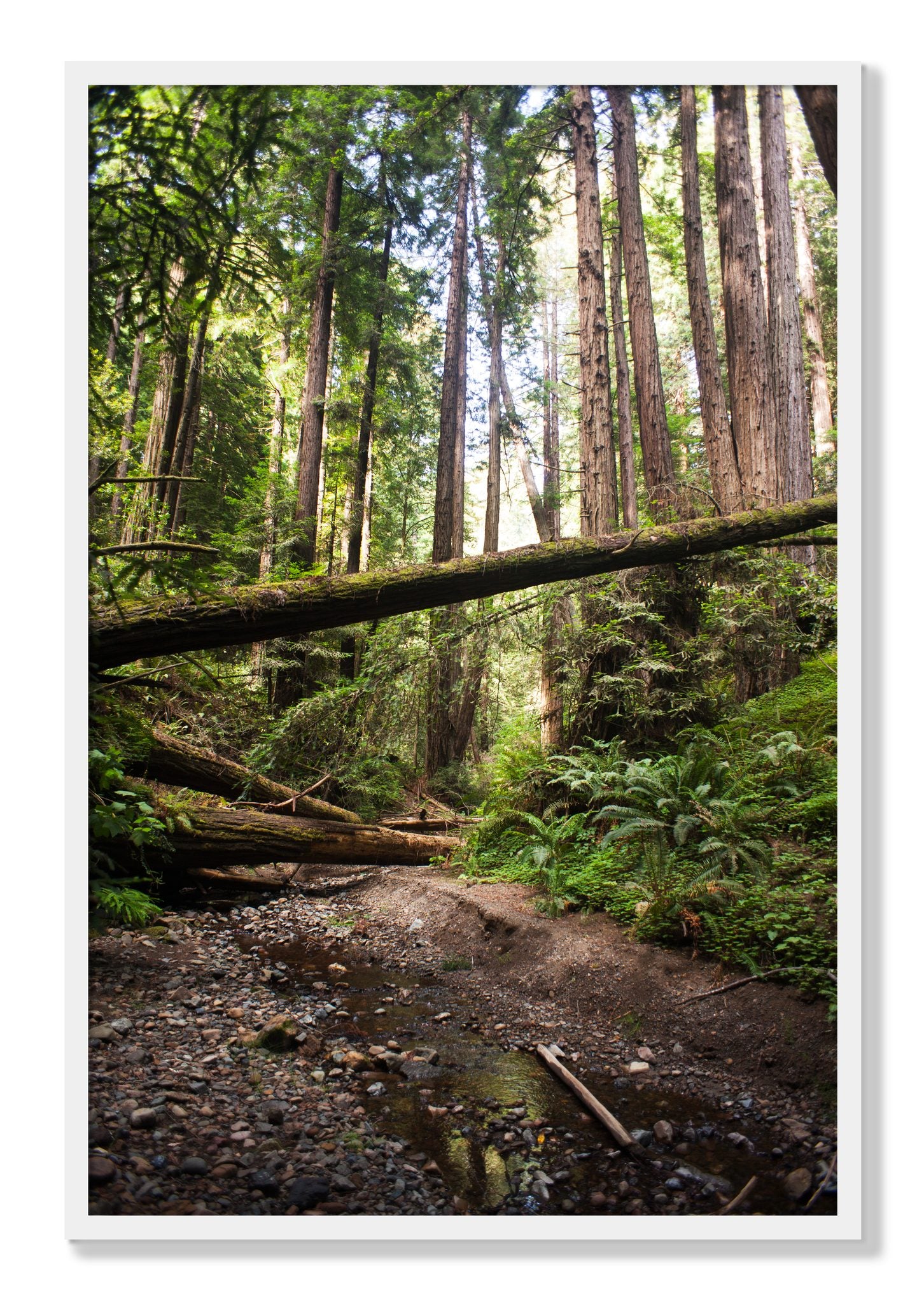 Framed photograph of Redwoods California by Dylan Ozanich, White frame, Full Bleed