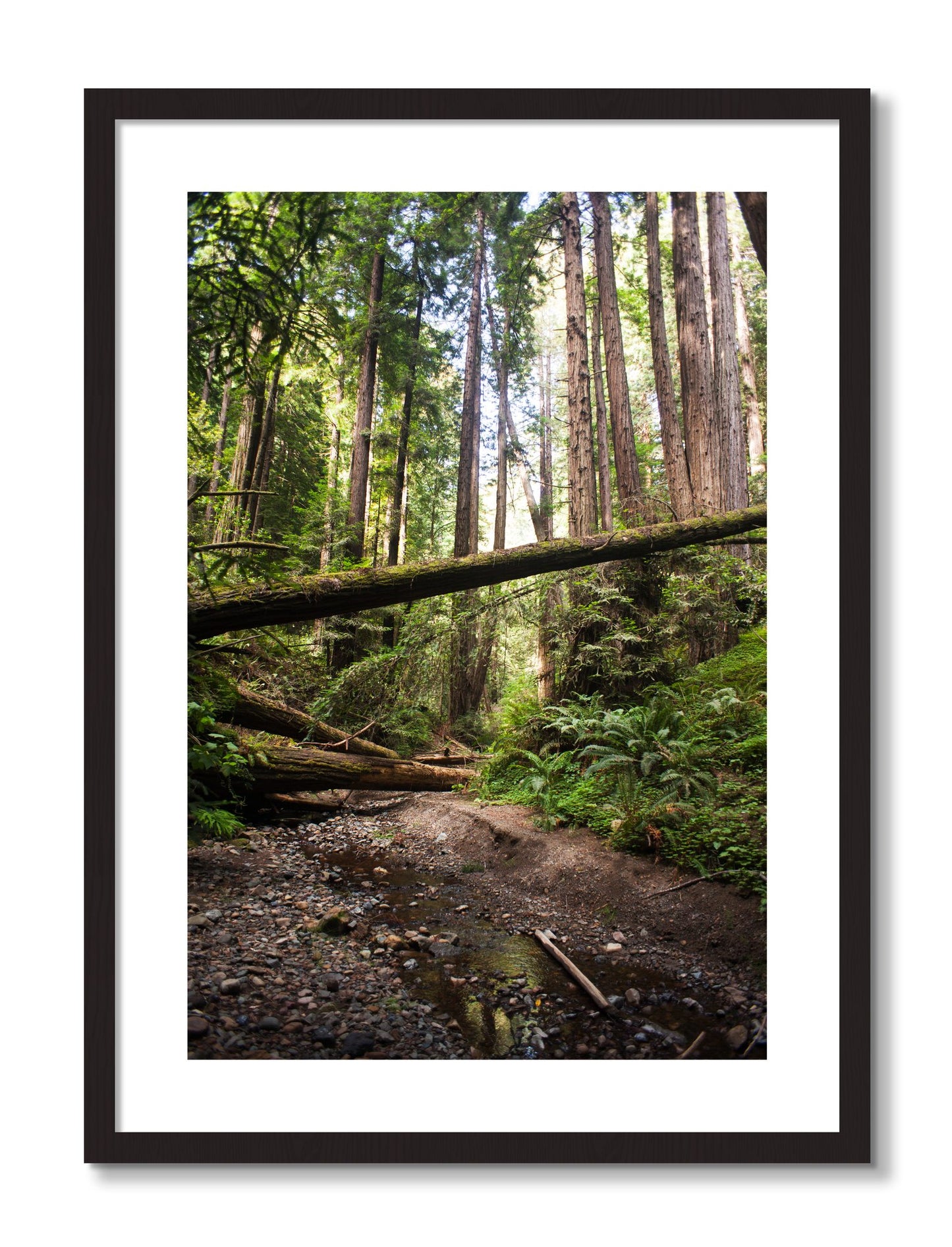 Framed photograph of Redwoods California by Dylan Ozanich, Black Walnut frame, Borders