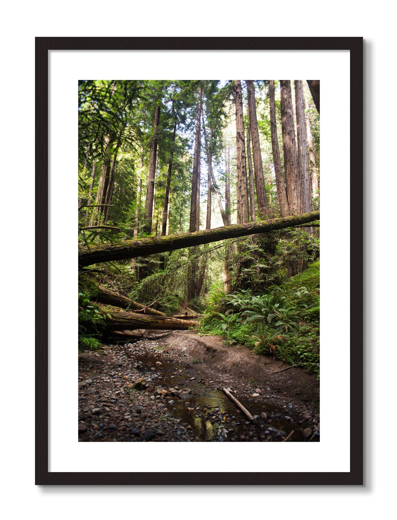 Framed photograph of Redwoods California by Dylan Ozanich, Black Walnut frame, Borders
