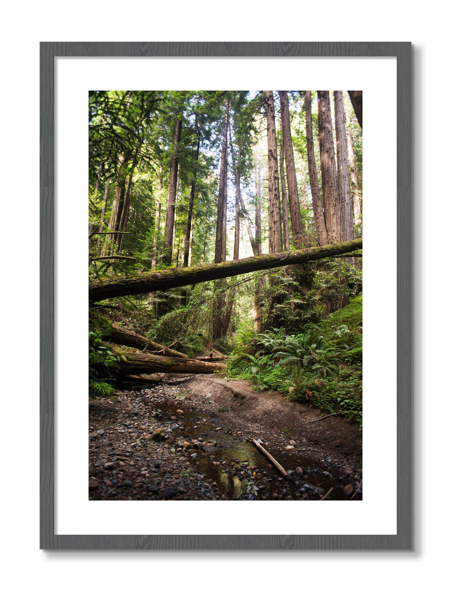 Framed photograph of Redwoods California by Dylan Ozanich, Grey frame, Borders