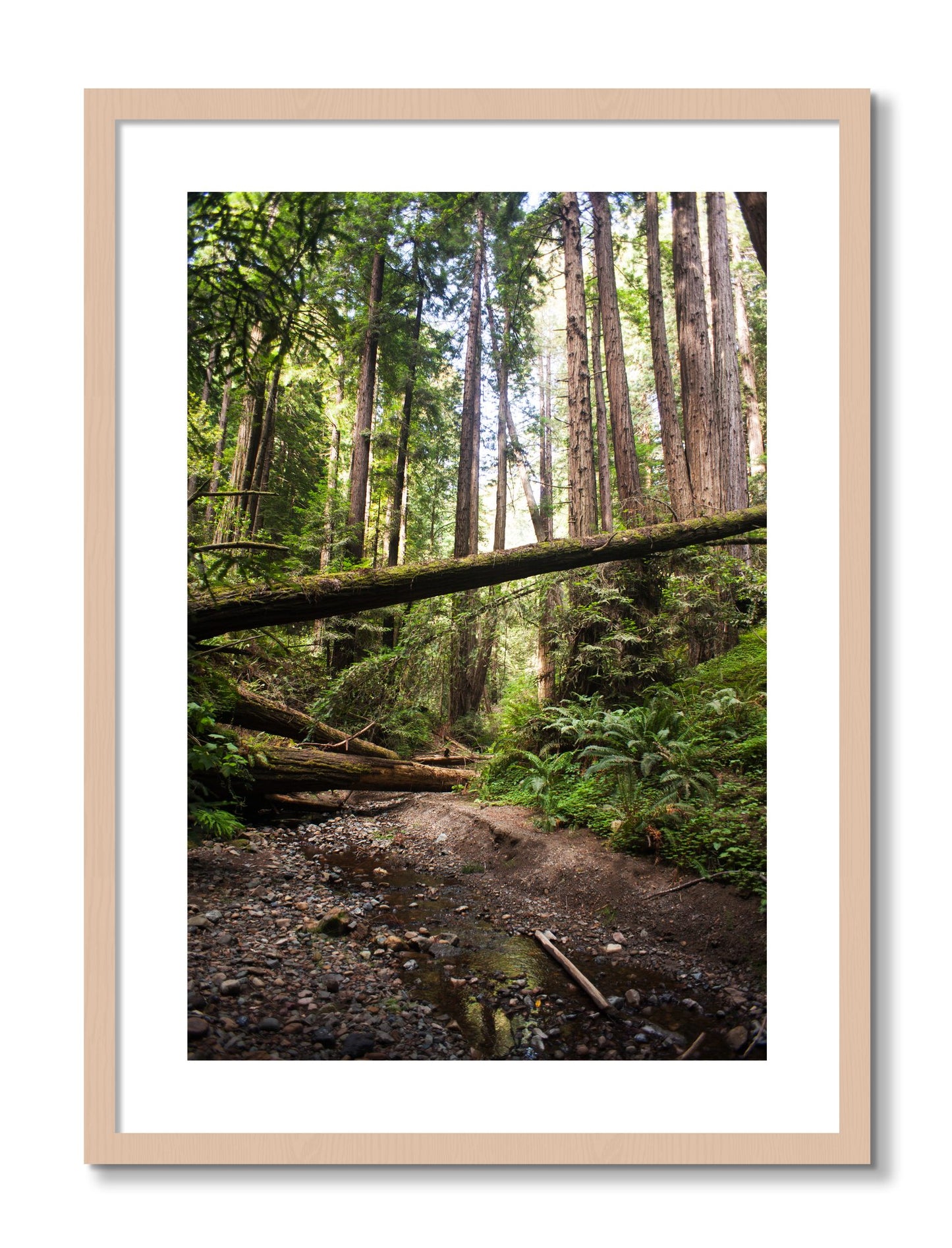 Framed photograph of Redwoods California by Dylan Ozanich, Maple frame, Borders