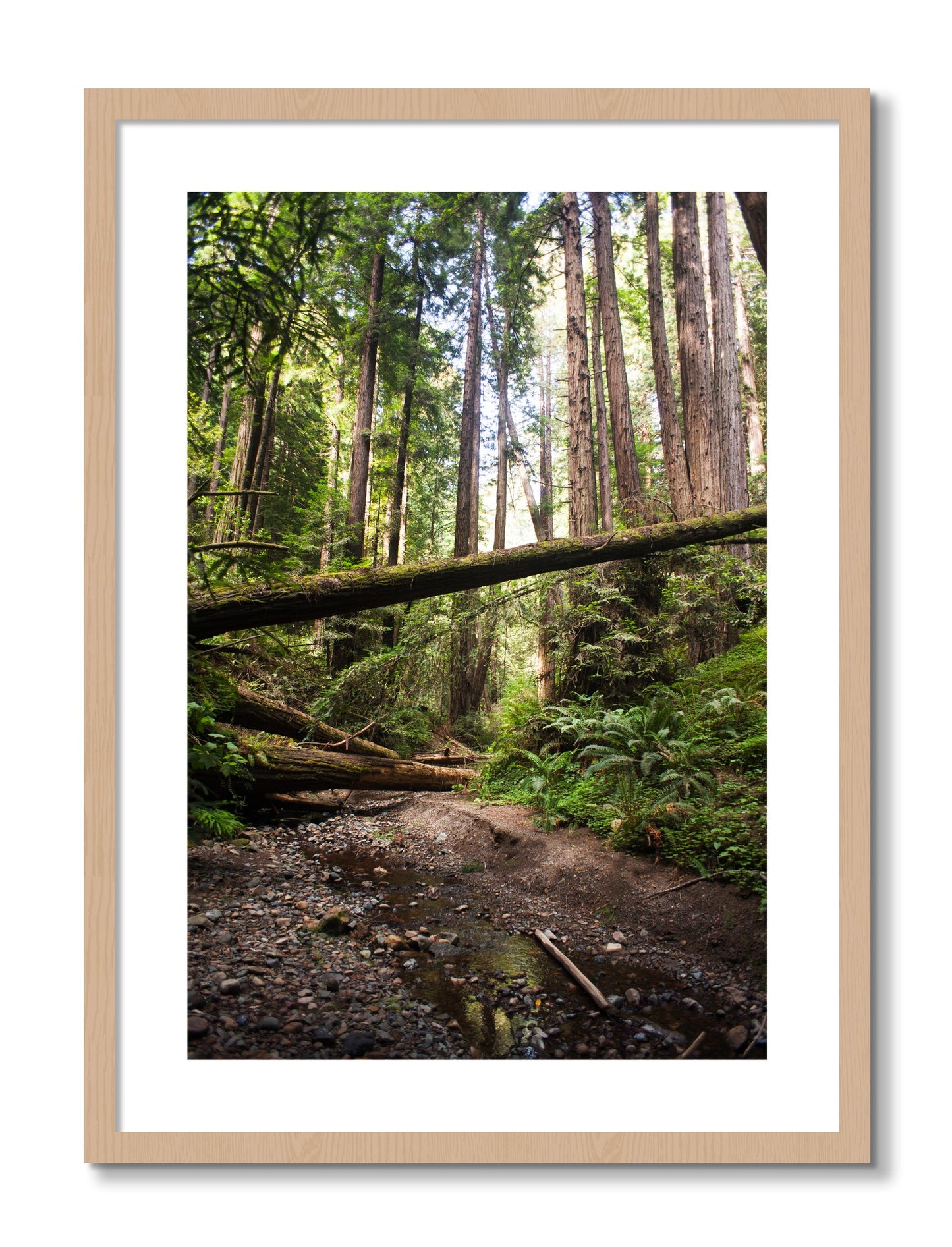 Framed photograph of Redwoods California by Dylan Ozanich, Oak frame, Borders