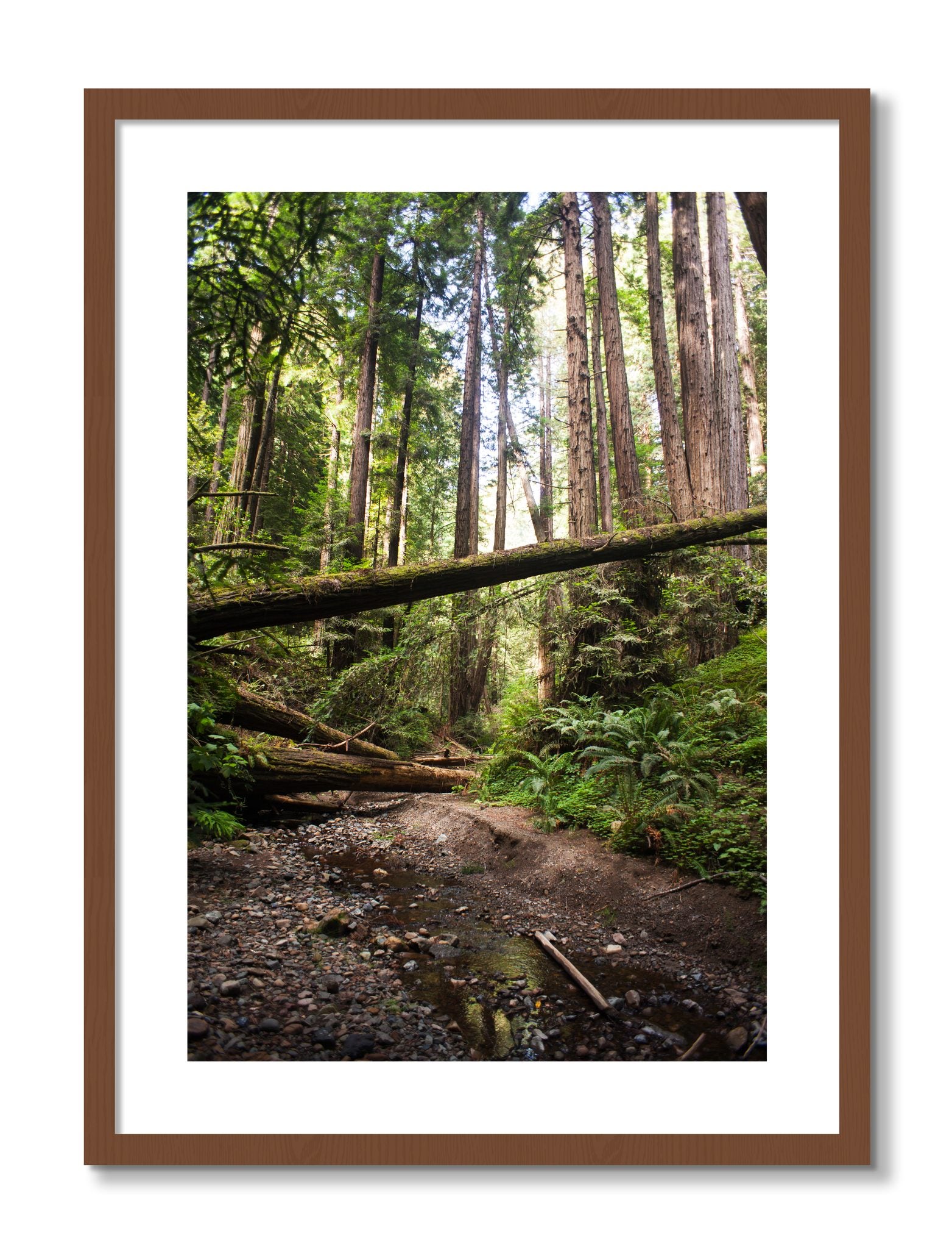 Framed photograph of Redwoods California by Dylan Ozanich, Walnut frame, Borders
