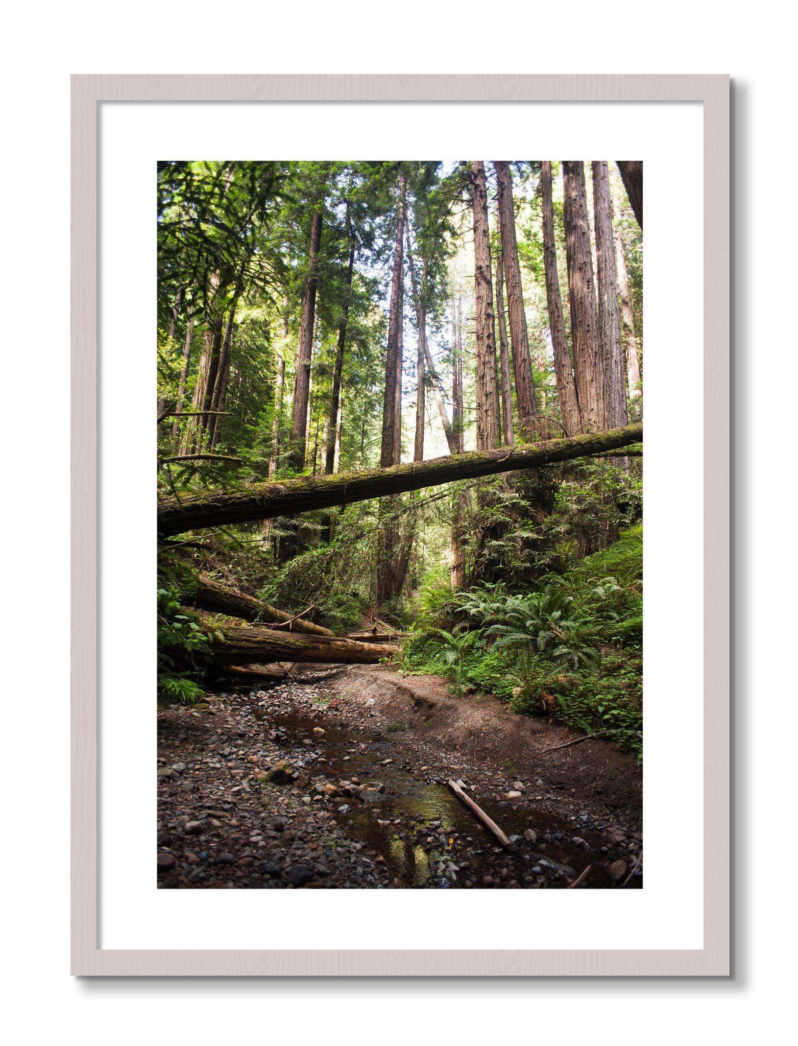 Framed photograph of Redwoods California by Dylan Ozanich, White Maple frame, Borders