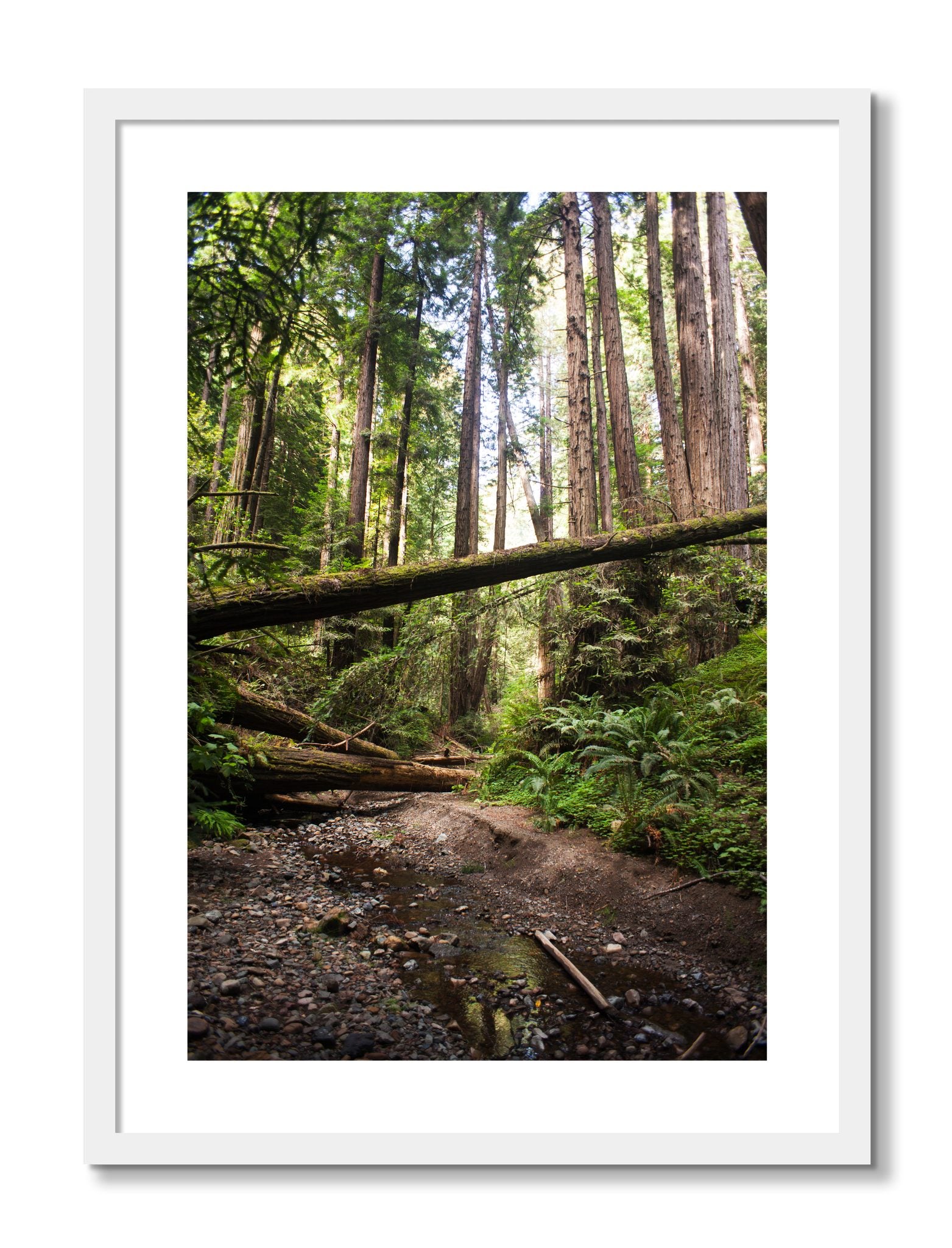 Framed photograph of Redwoods California by Dylan Ozanich, White frame, Borders