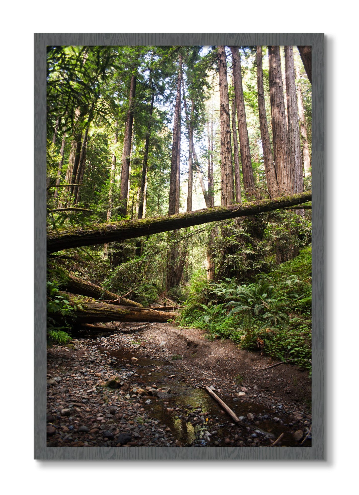 Framed photograph of Redwoods California by Dylan Ozanich, Grey frame, Full Bleed