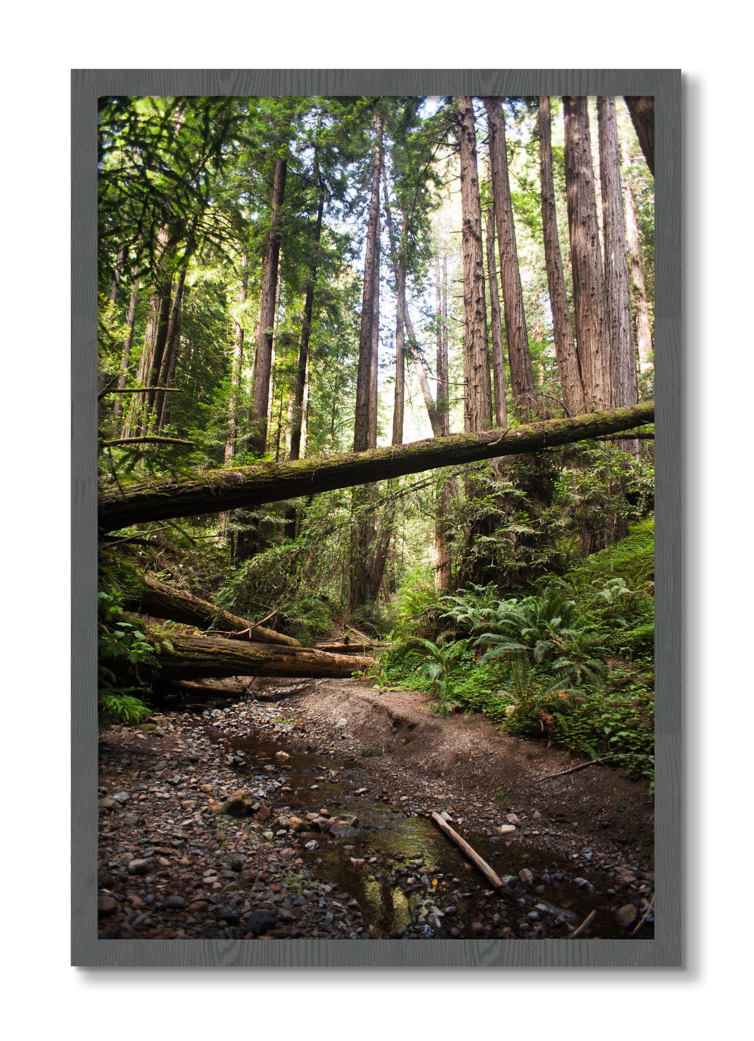 Framed photograph of Redwoods California by Dylan Ozanich, Grey frame, Full Bleed