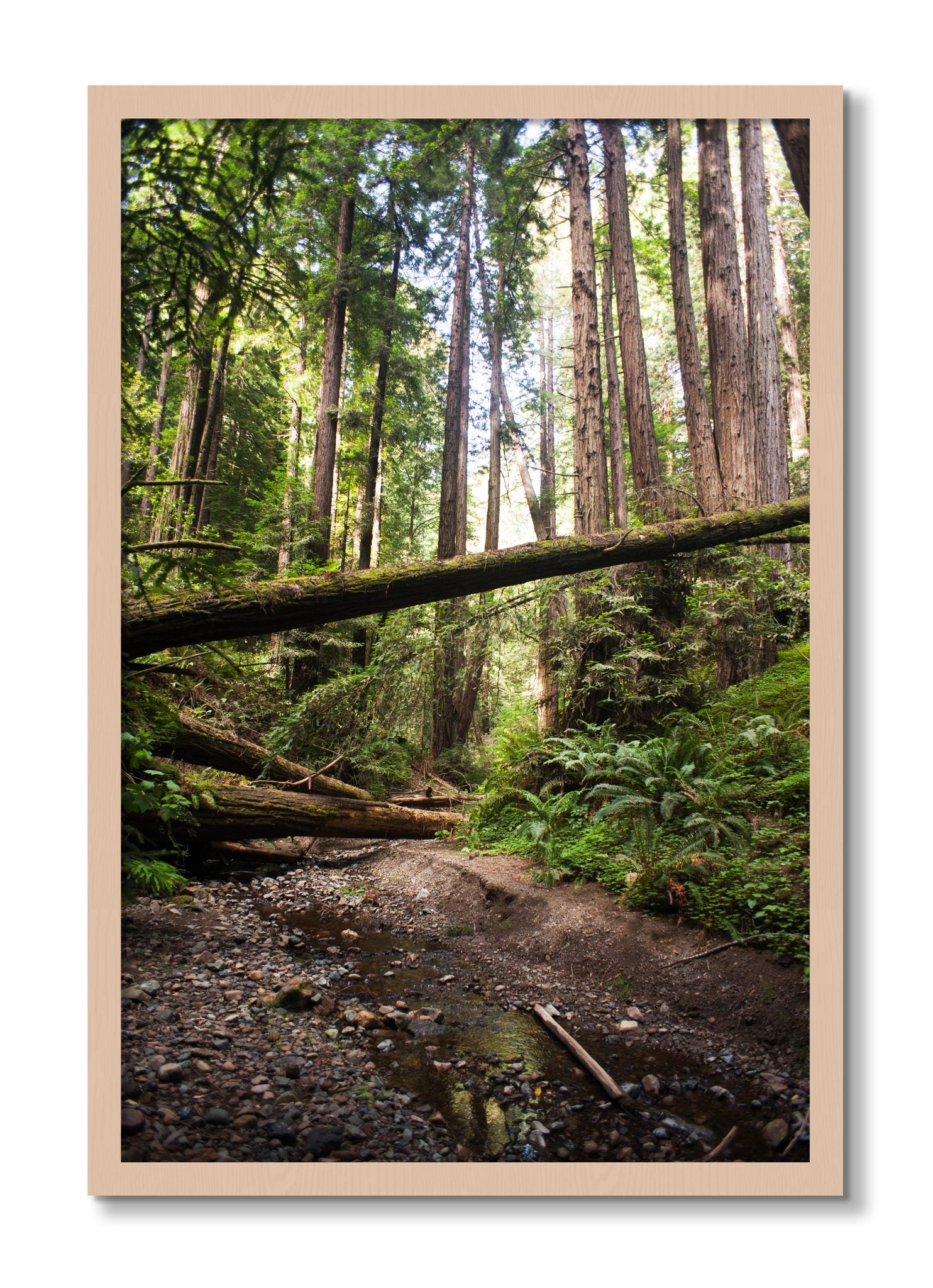 Framed photograph of Redwoods California by Dylan Ozanich, Maple frame, Full Bleed
