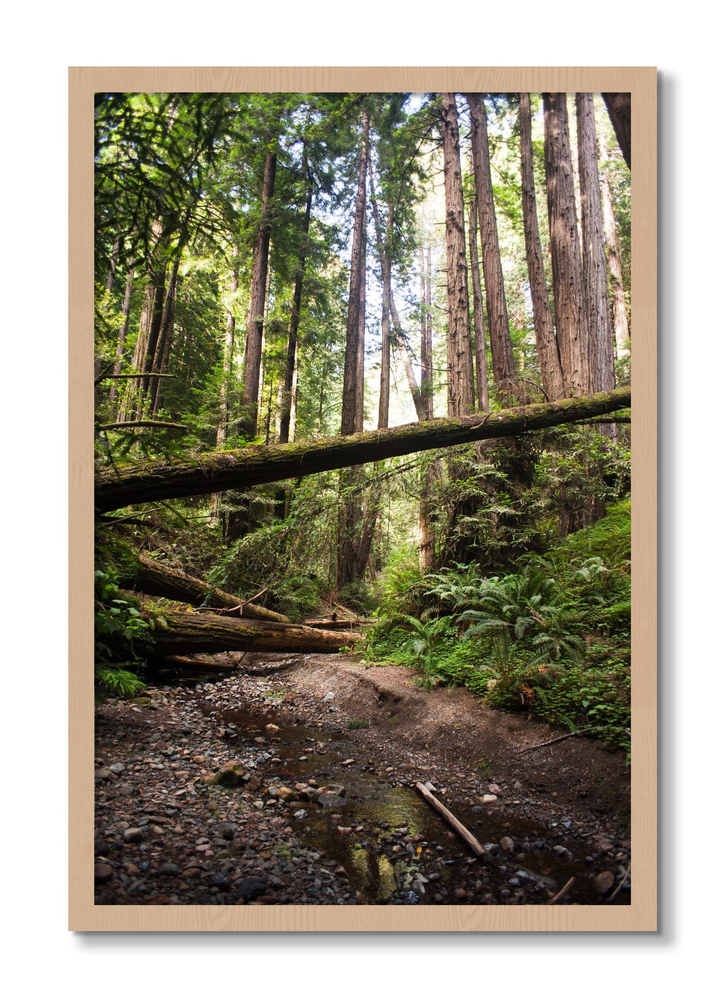 Framed photograph of Redwoods California by Dylan Ozanich, Oak frame, Full Bleed