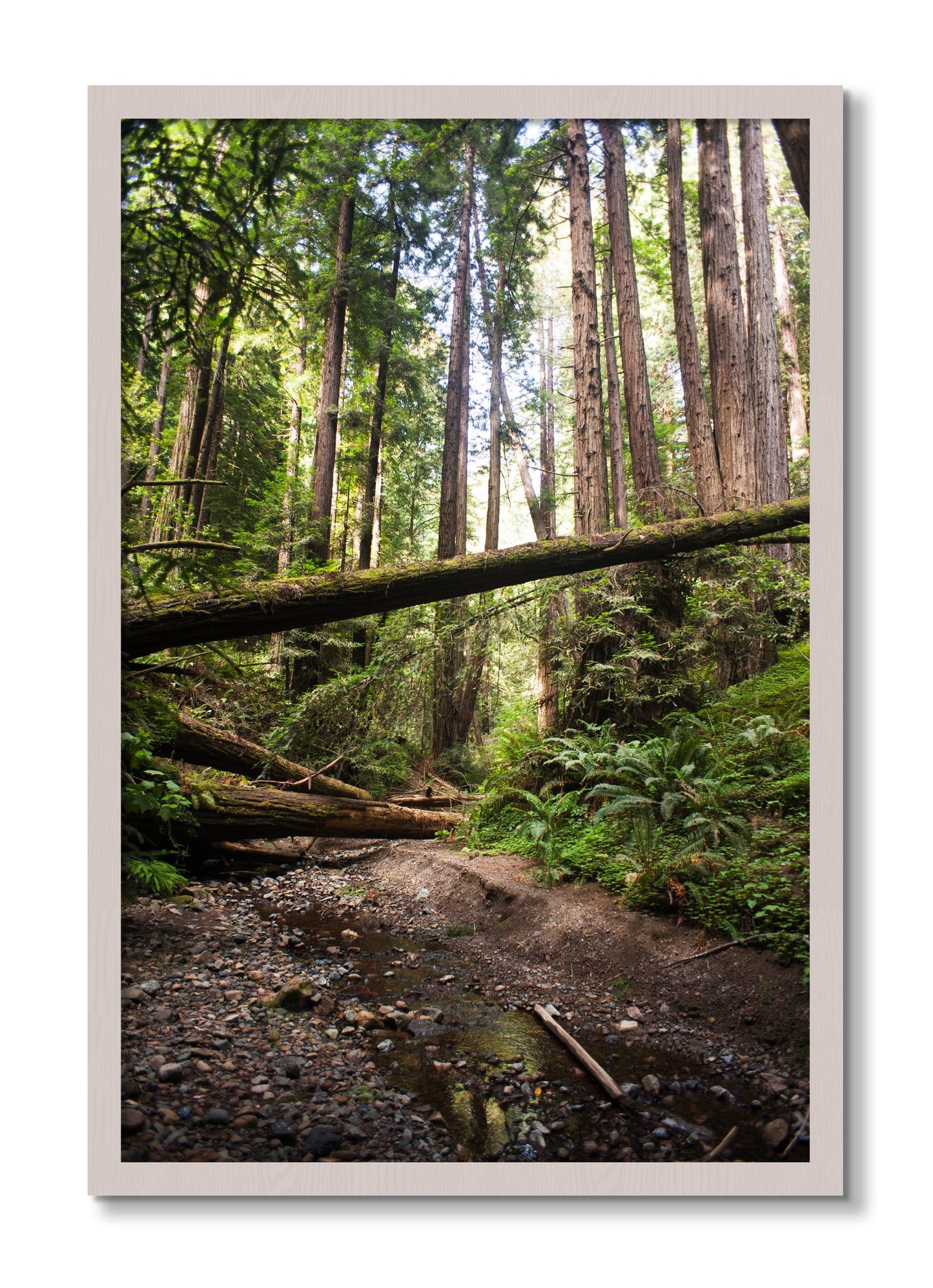 Framed photograph of Redwoods California by Dylan Ozanich, White Maple frame, Full Bleed