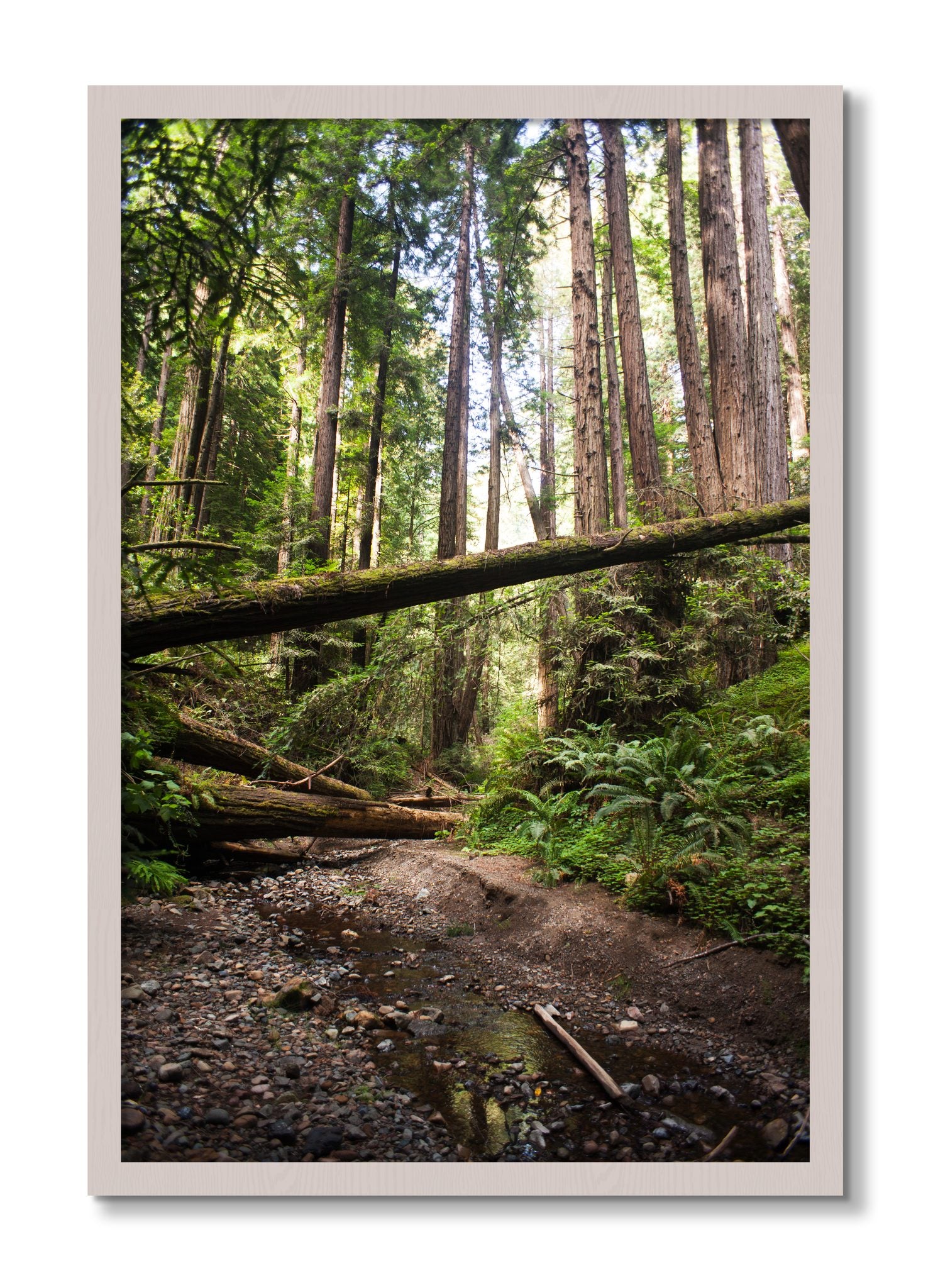 Framed photograph of Redwoods California by Dylan Ozanich, White Maple frame, Full Bleed