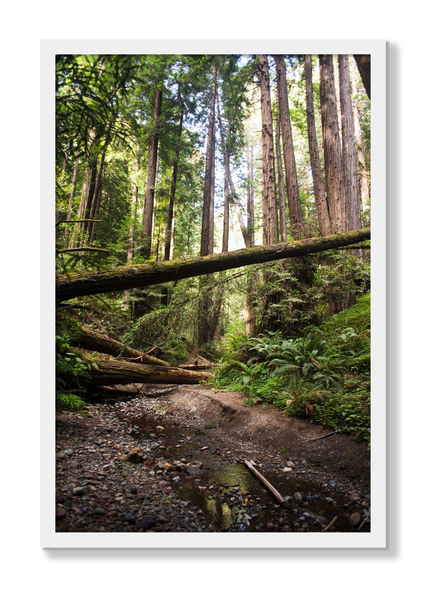 Framed photograph of Redwoods California by Dylan Ozanich, White frame, Full Bleed