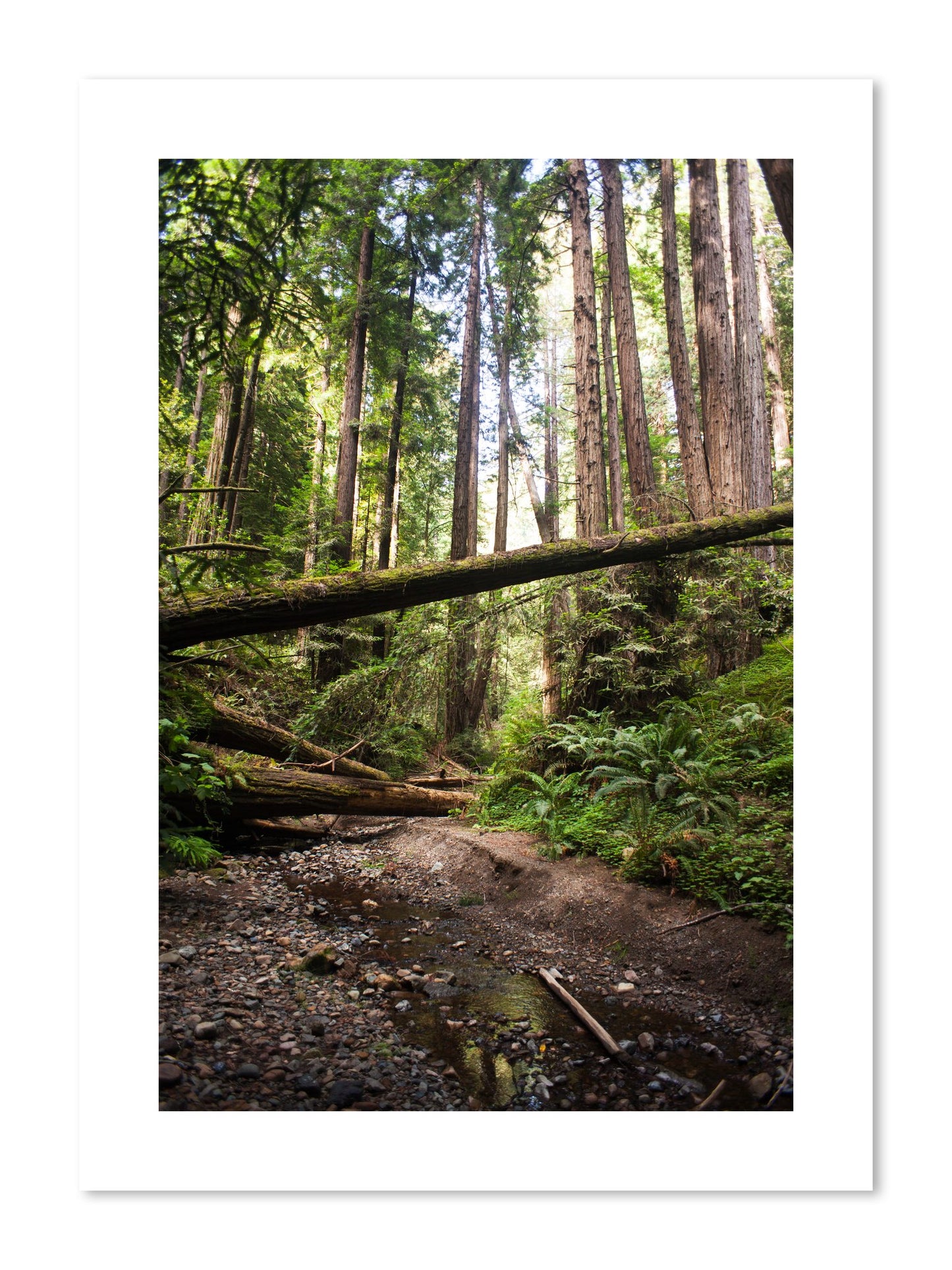 Fine art print of Redwoods California by Dylan Ozanich, unframed