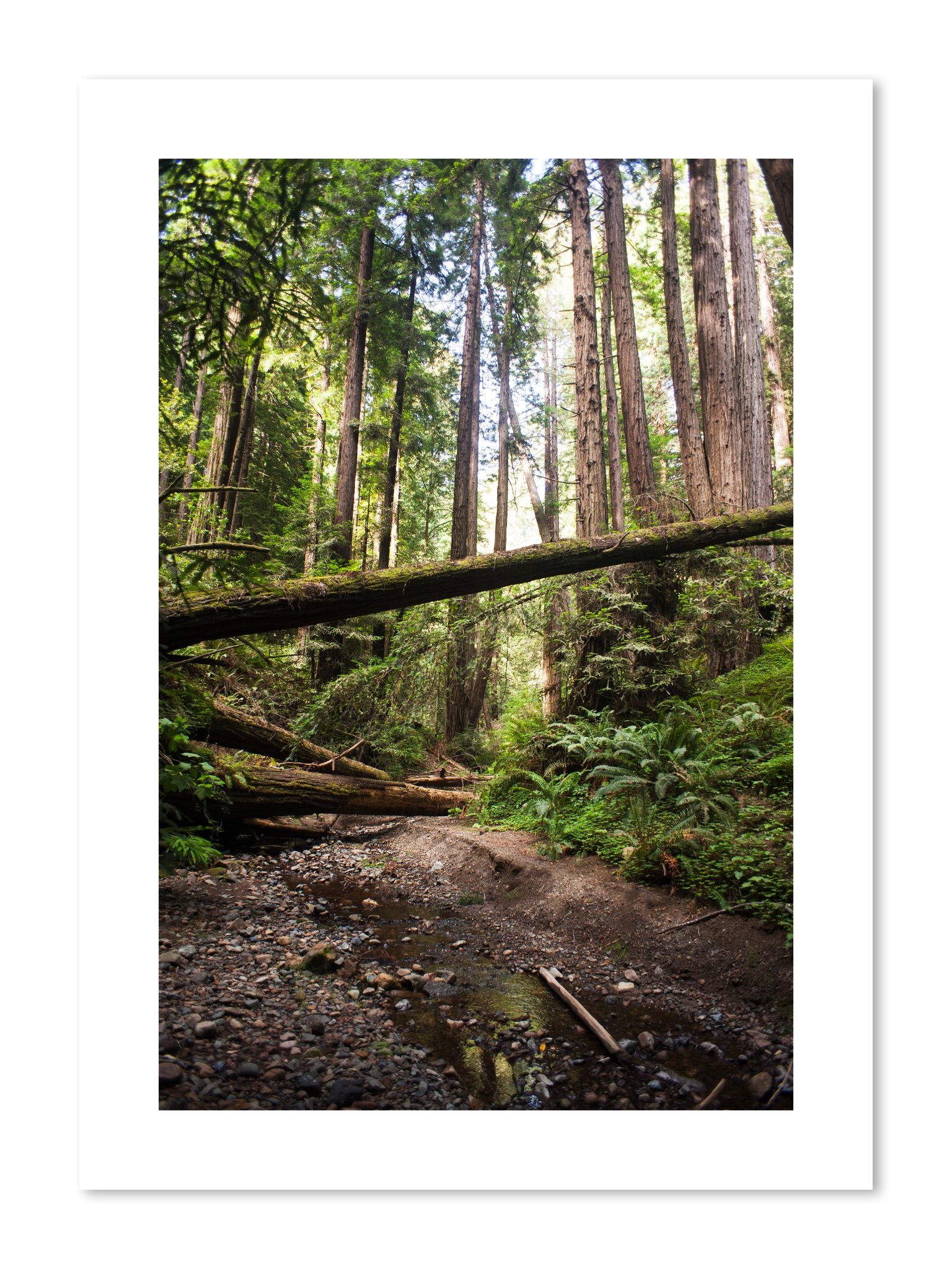 Fine art print of Redwoods California by Dylan Ozanich, unframed