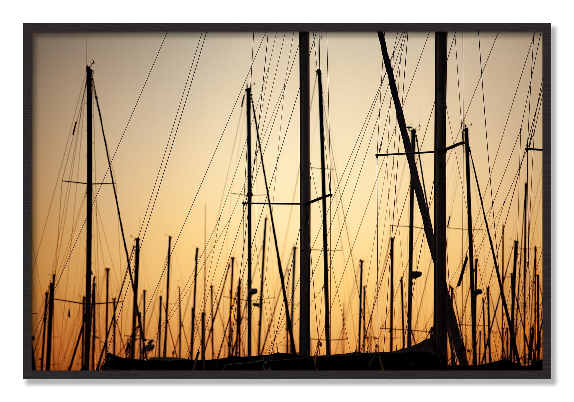 Framed photograph of Sail by Dylan Ozanich, Black Walnut frame, Full Bleed