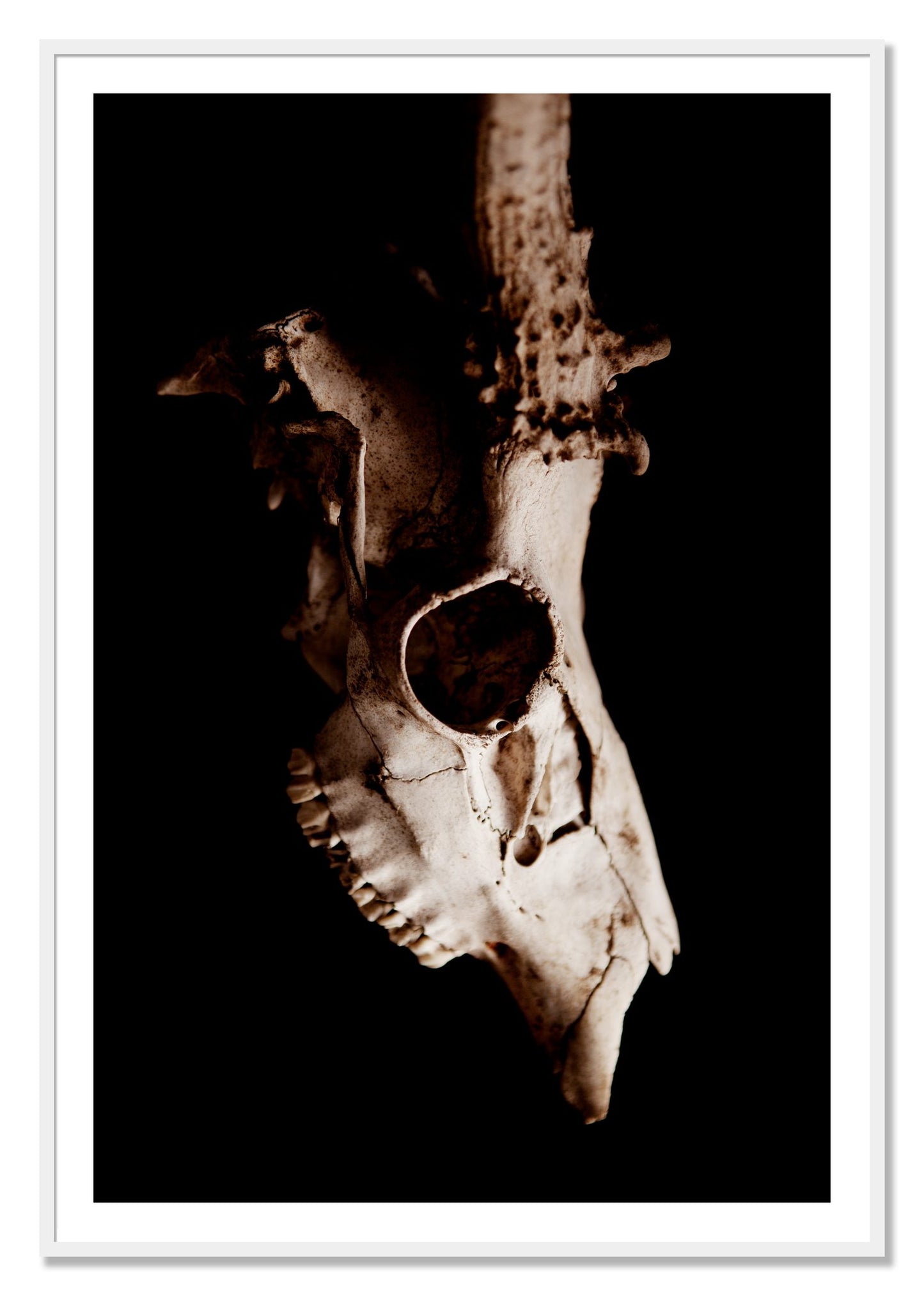 Framed photograph of Skull by Dylan Ozanich, White frame, Borders