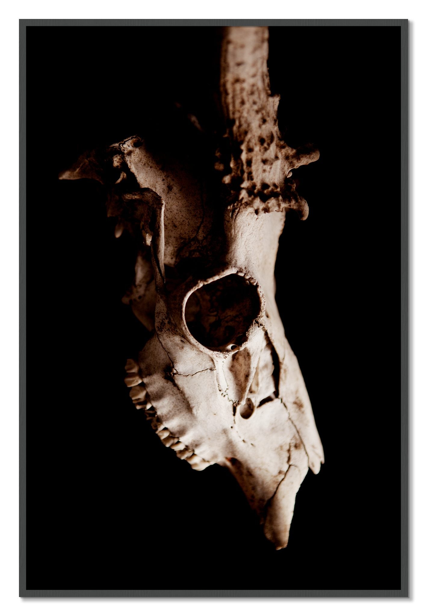 Framed photograph of Skull by Dylan Ozanich, Grey frame, Full Bleed