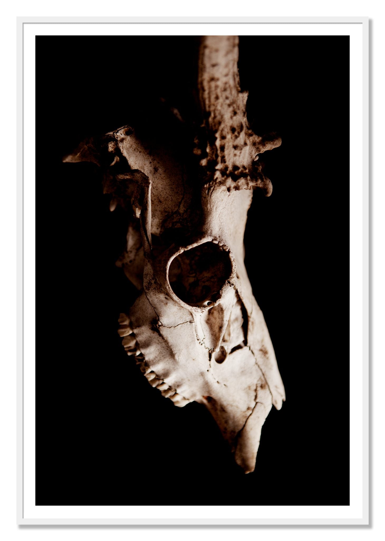 Framed photograph of Skull by Dylan Ozanich, White frame, Borders