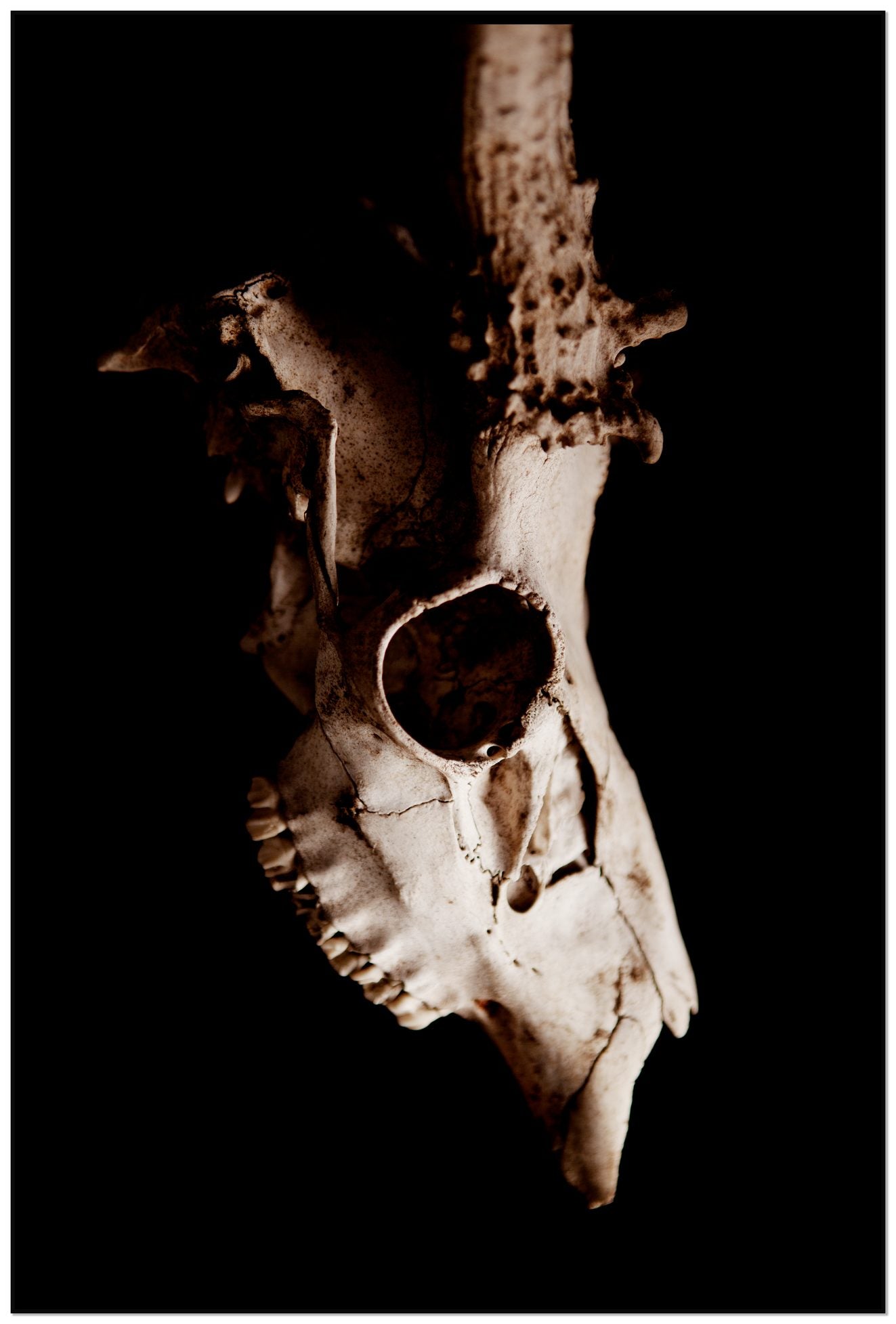Framed photograph of Skull by Dylan Ozanich, Black frame, Full Bleed