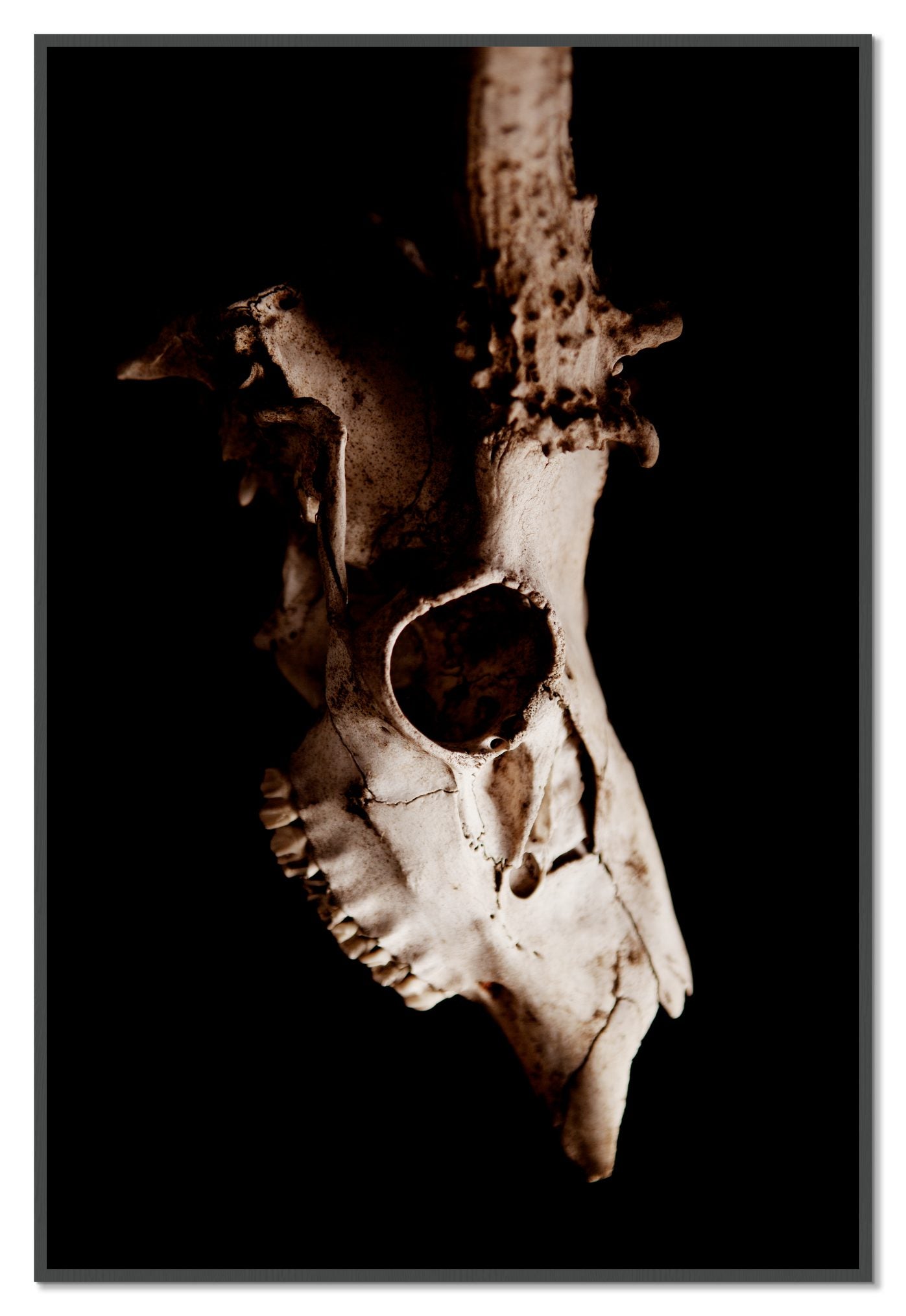 Framed photograph of Skull by Dylan Ozanich, Grey frame, Full Bleed