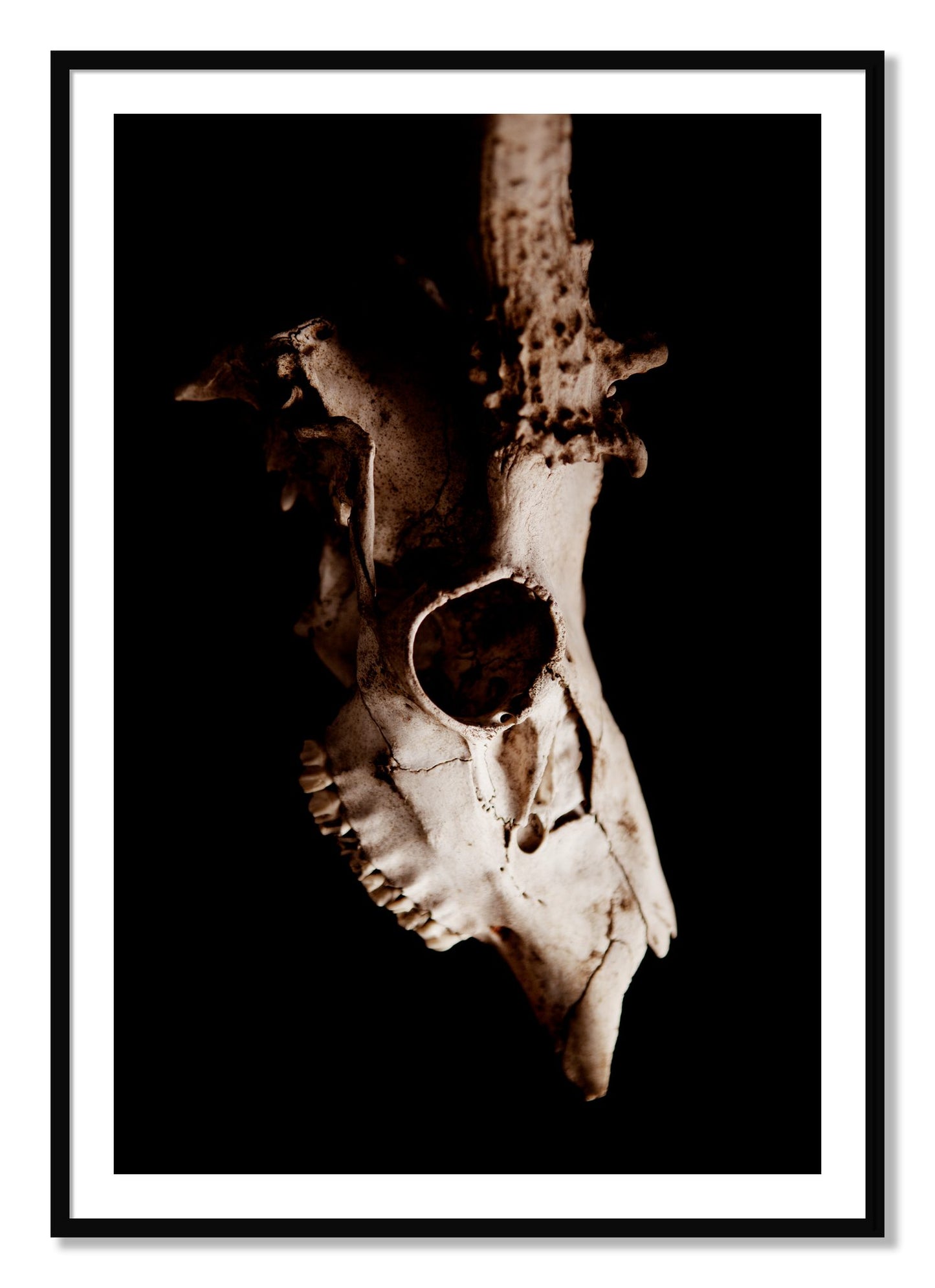 Framed photograph of Skull by Dylan Ozanich, Black frame, Borders