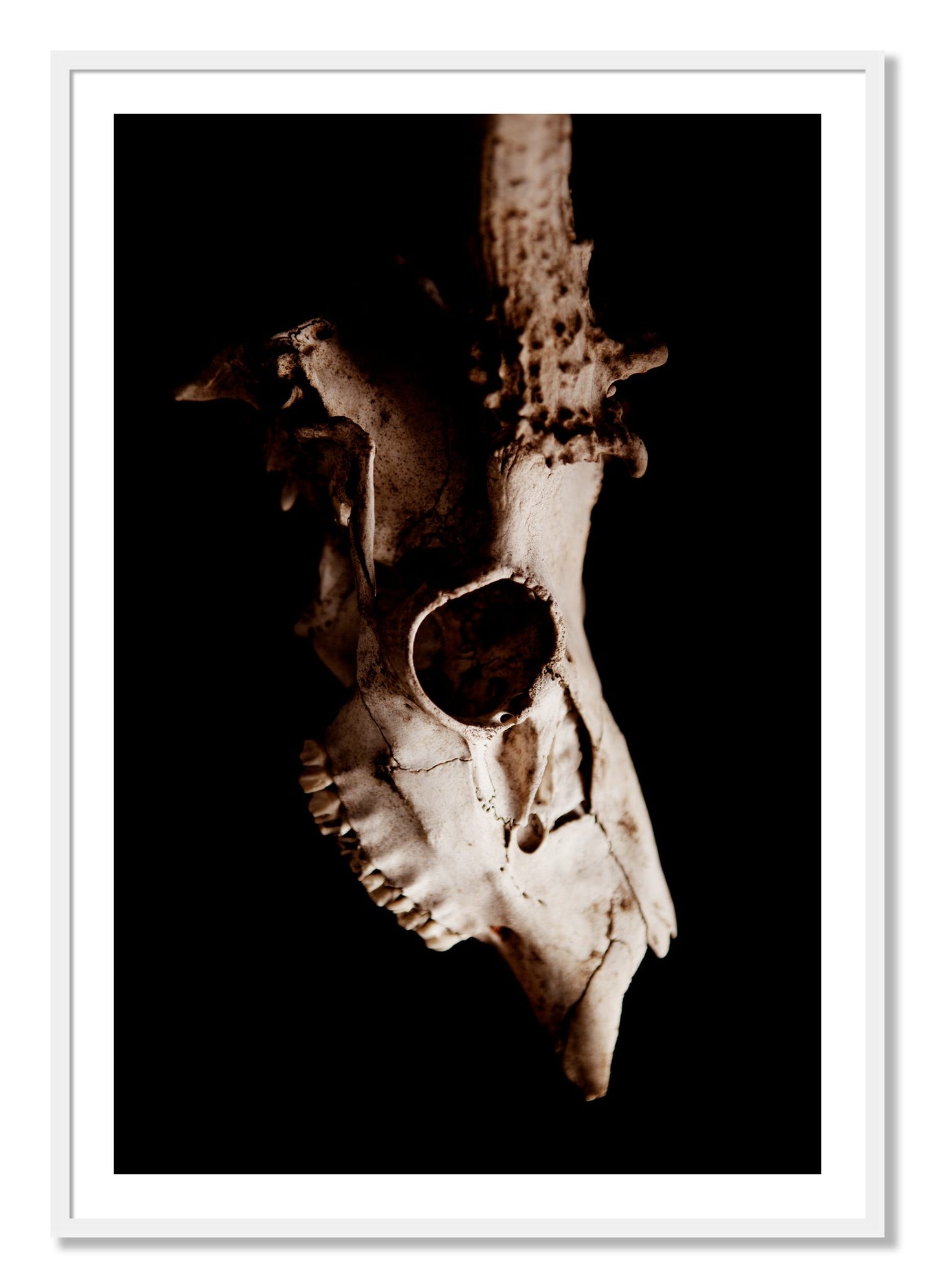 Framed photograph of Skull by Dylan Ozanich, White frame, Borders