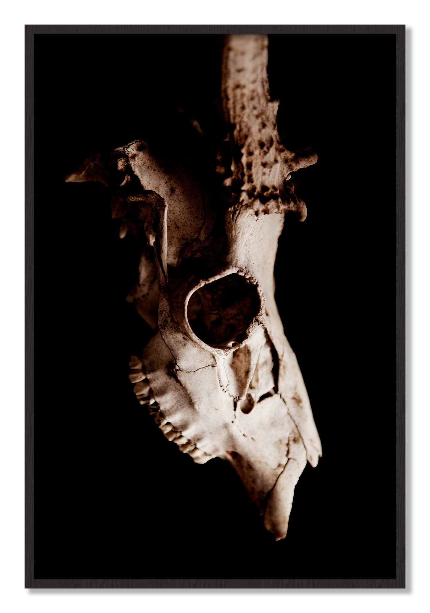Framed photograph of Skull by Dylan Ozanich, Black Walnut frame, Full Bleed