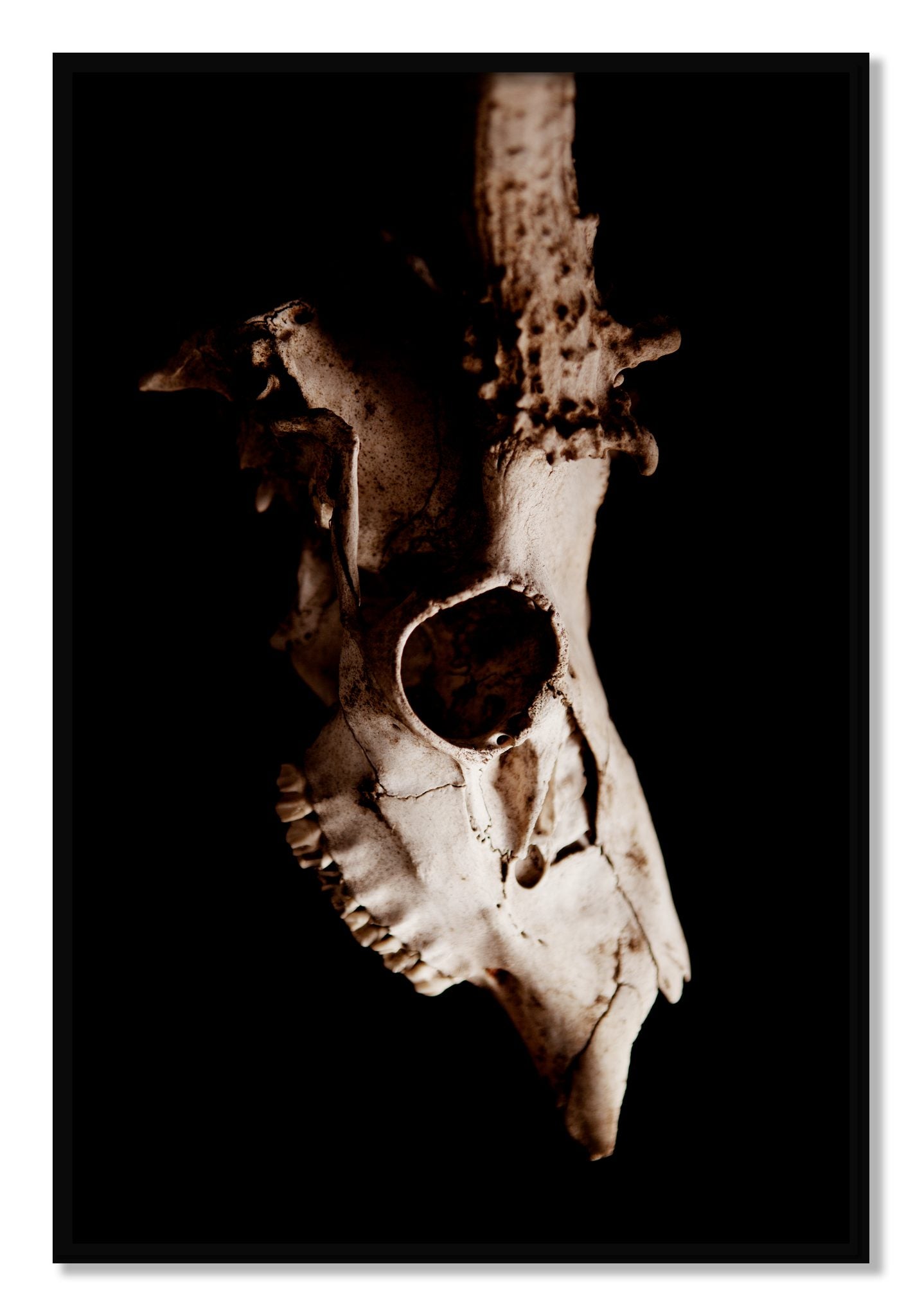 Framed photograph of Skull by Dylan Ozanich, Black frame, Full Bleed