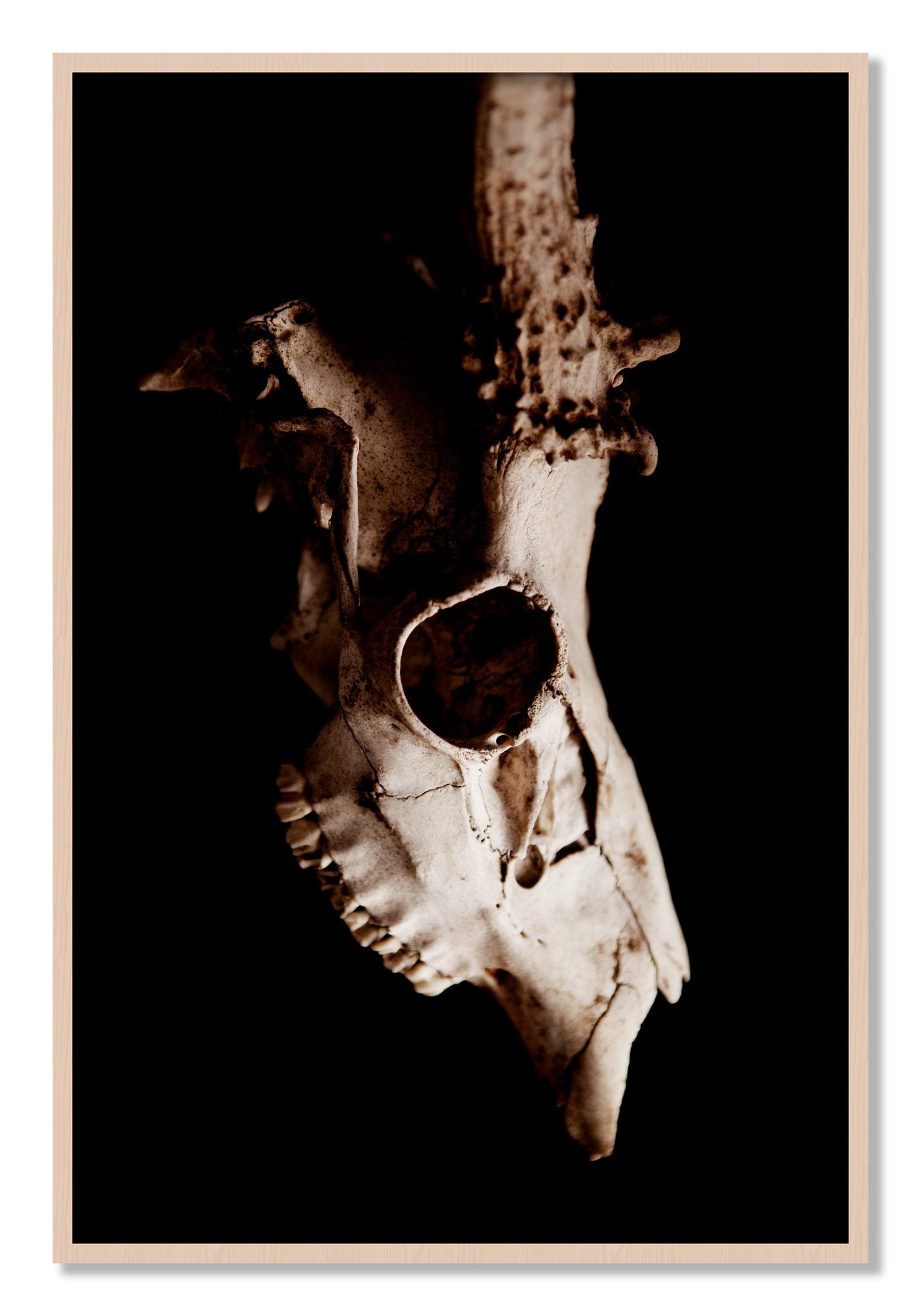 Framed photograph of Skull by Dylan Ozanich, Maple frame, Full Bleed