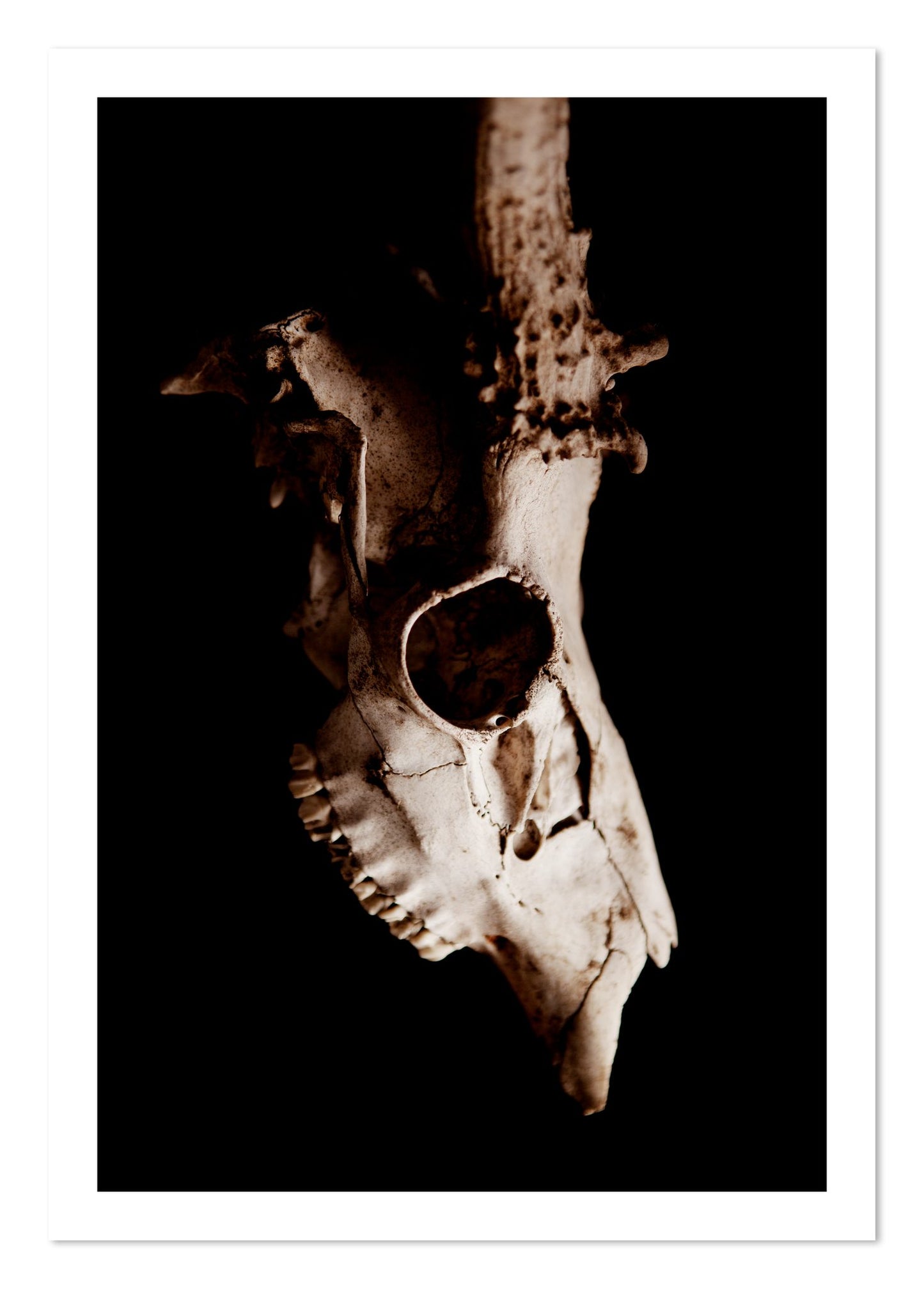 Fine art print of Skull by Dylan Ozanich, unframed