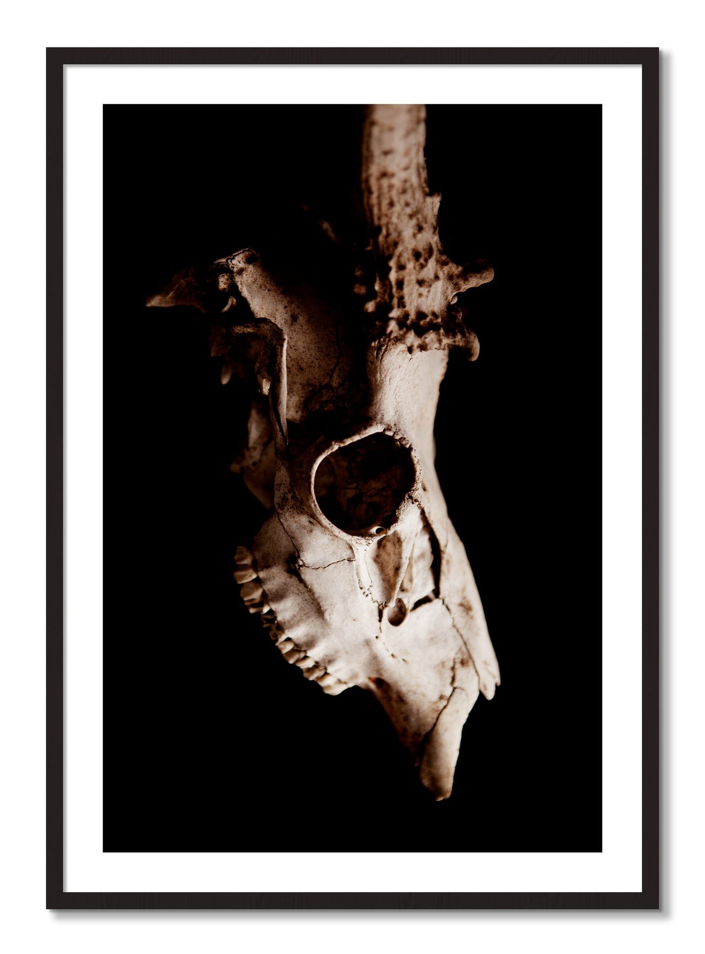 Framed photograph of Skull by Dylan Ozanich, Black Walnut frame, Borders