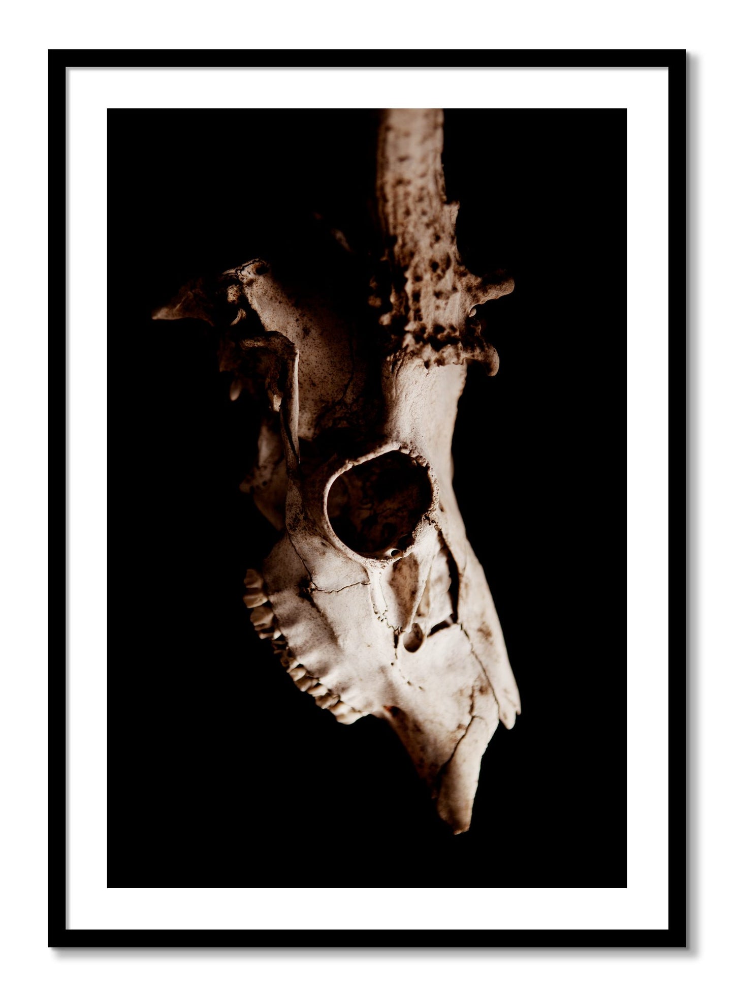 Framed photograph of Skull by Dylan Ozanich, Black frame, Borders
