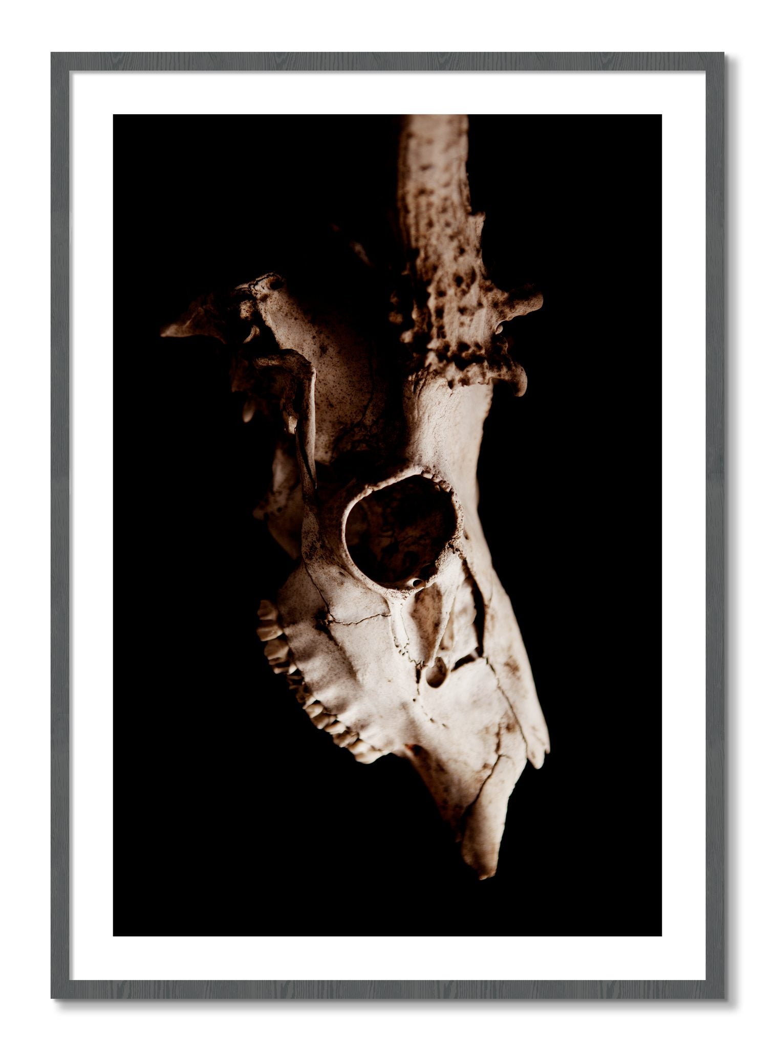 Framed photograph of Skull by Dylan Ozanich, Grey frame, Borders