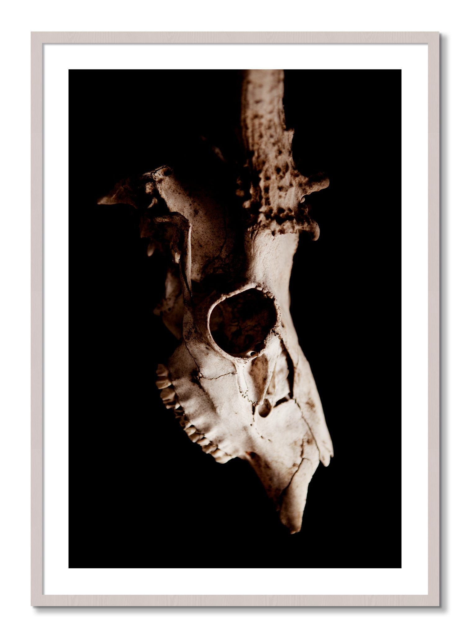 Framed photograph of Skull by Dylan Ozanich, White Maple frame, Borders